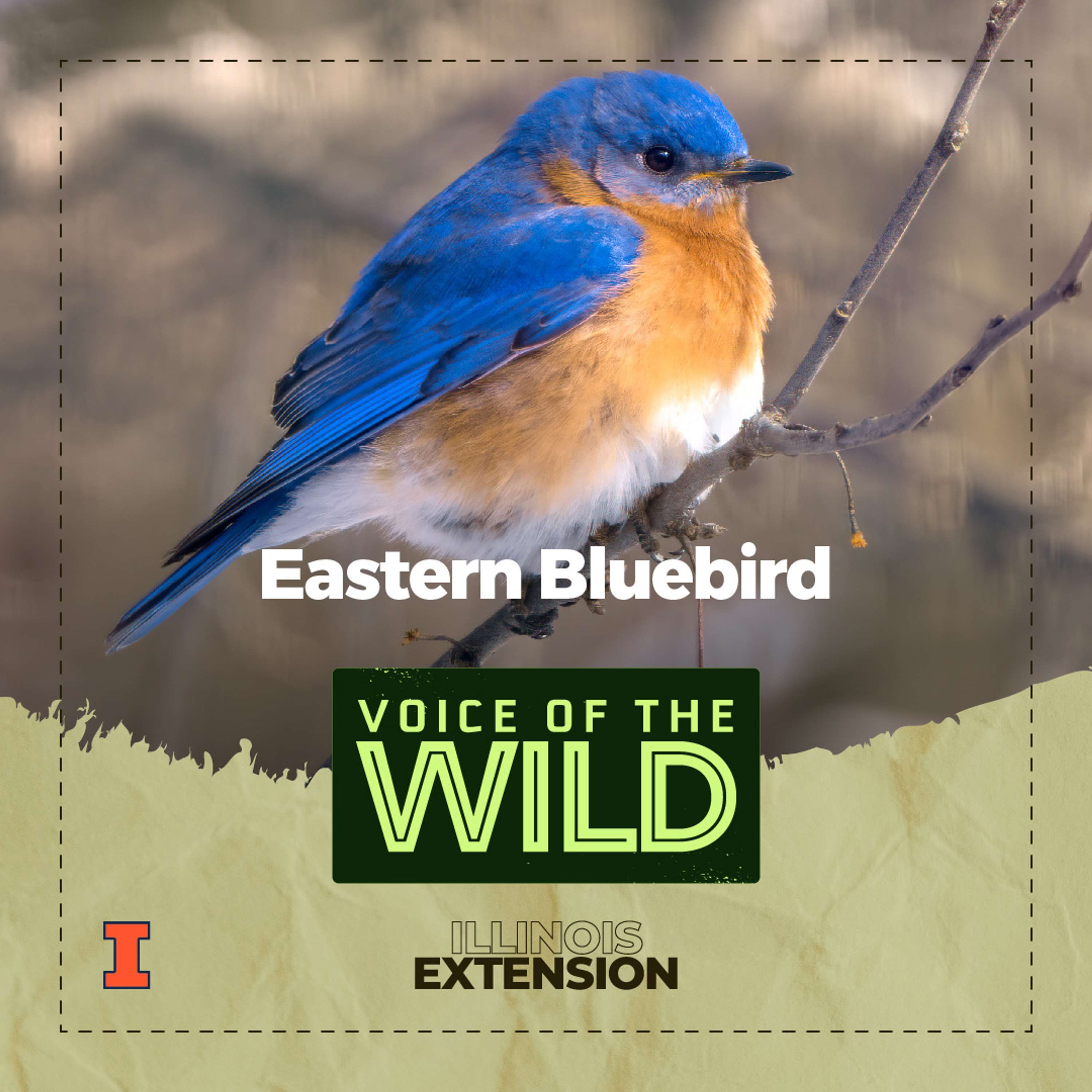 Voice of the Wild