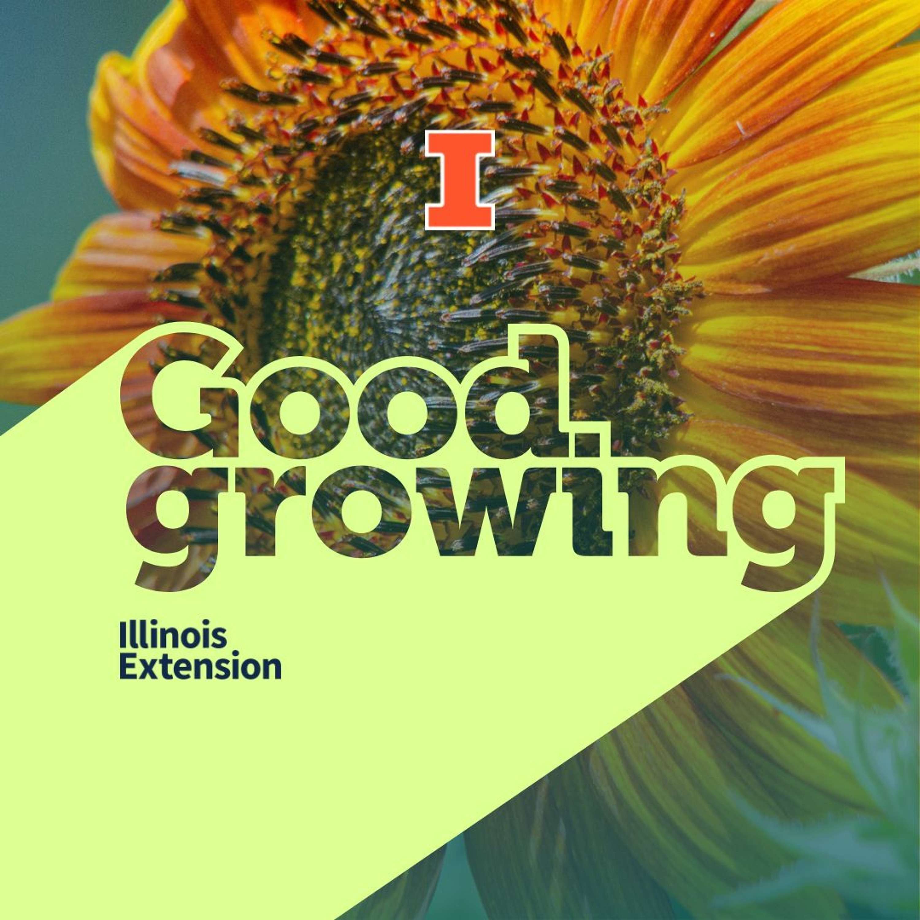 Ep. 132 Sunflowers for 2023 | #GoodGrowing