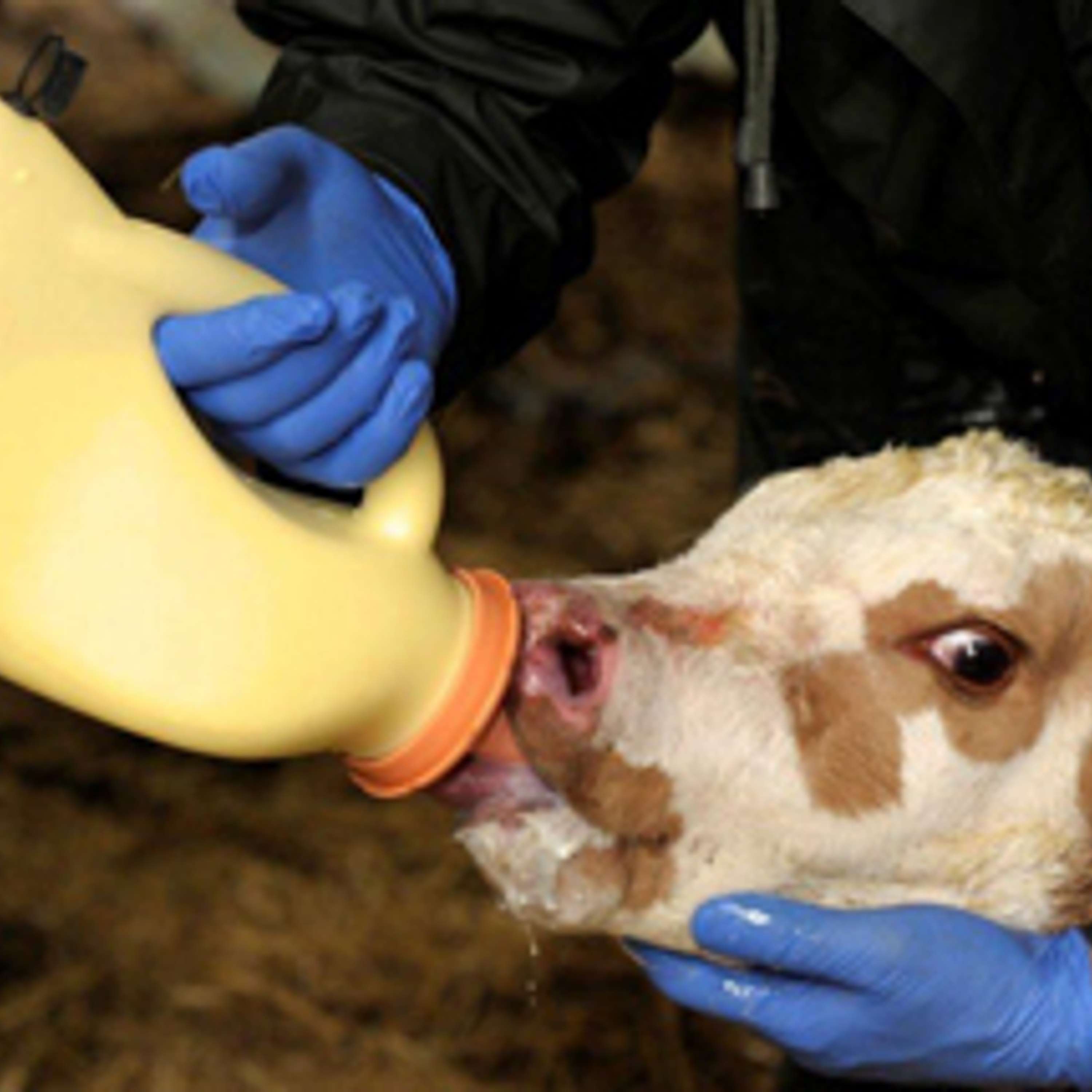 Advice and tips for caring for the new born calf