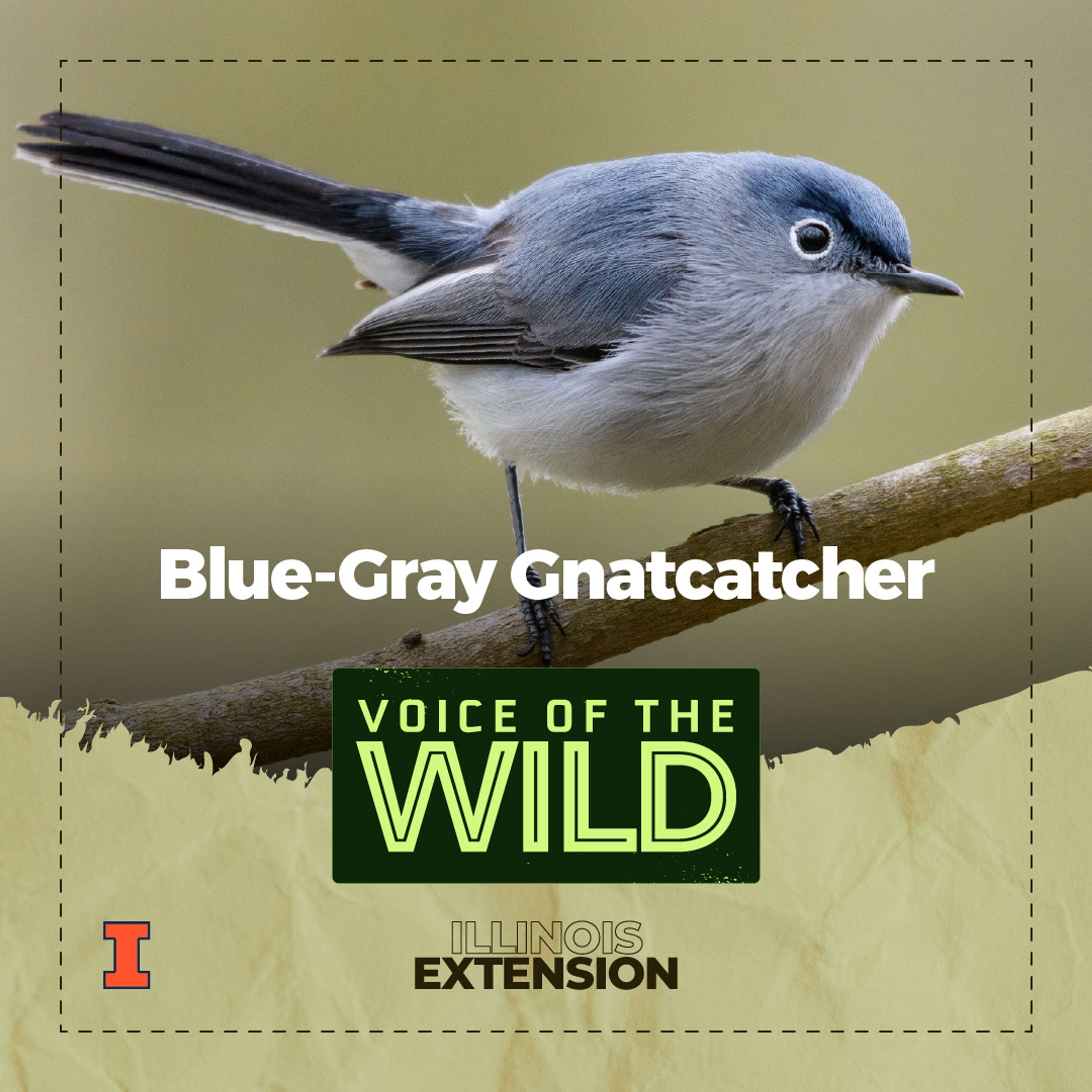 Voice of the Wild
