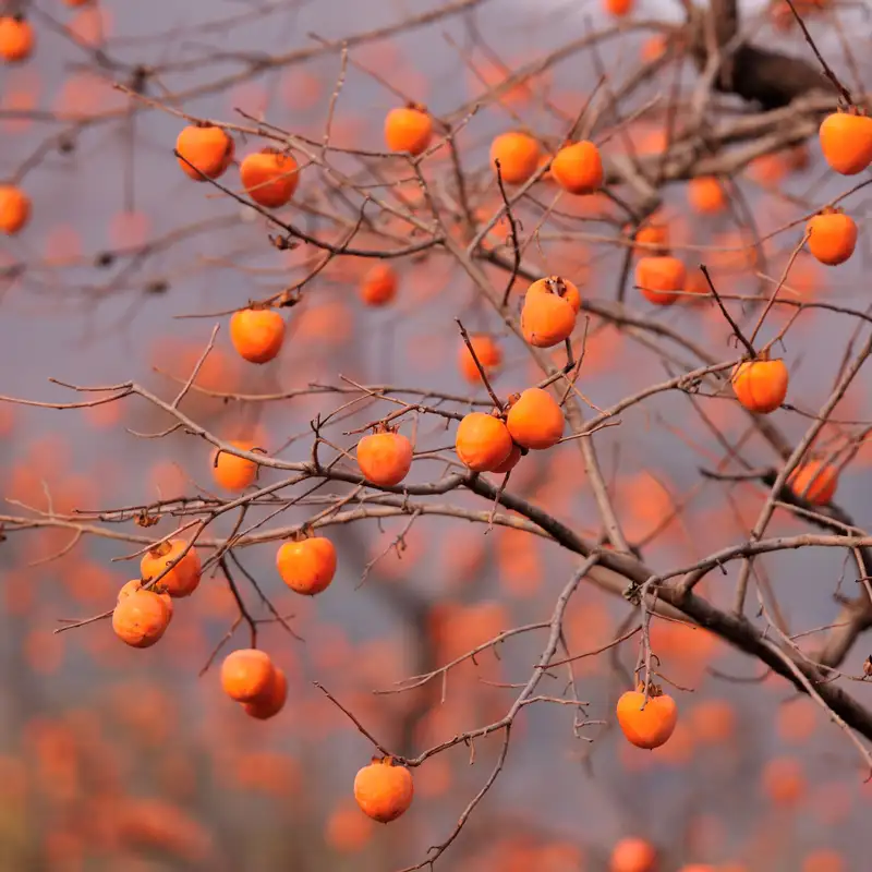 Hybrid Persimmons with Darren Bender-Beauregard