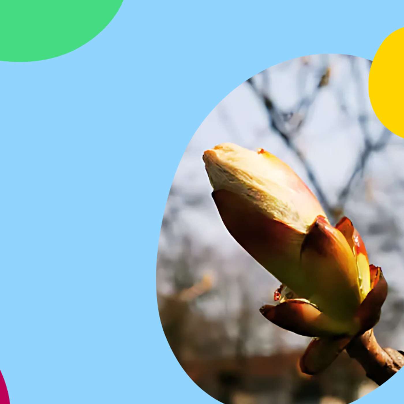 La théorie du bourgeon