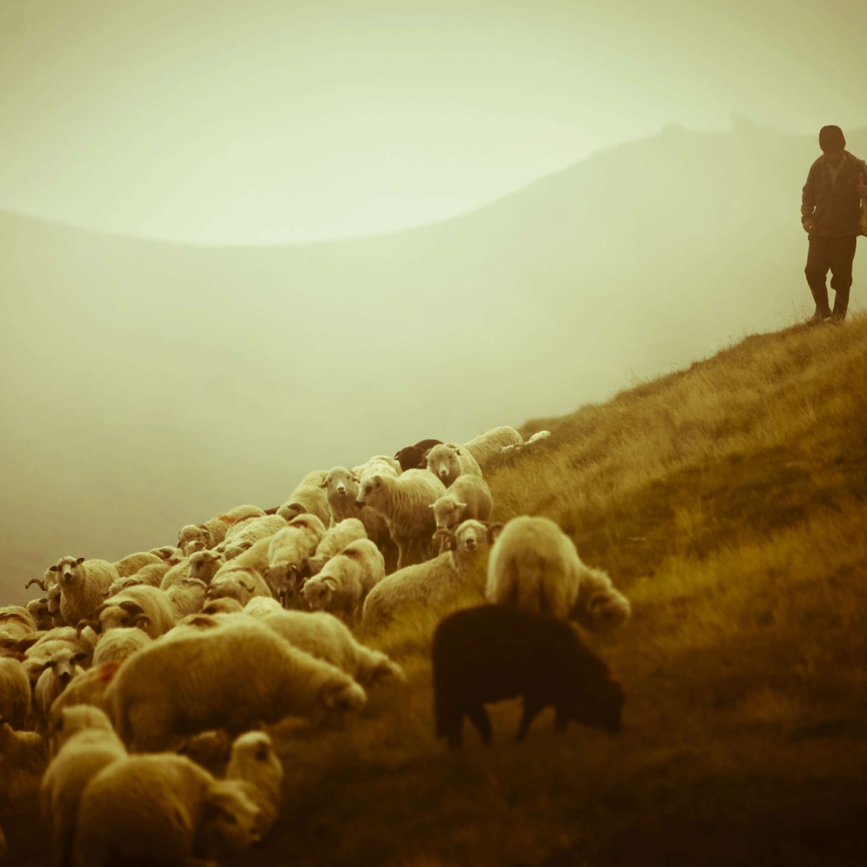 Safe Pasture