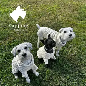 Yapping Schnauzers