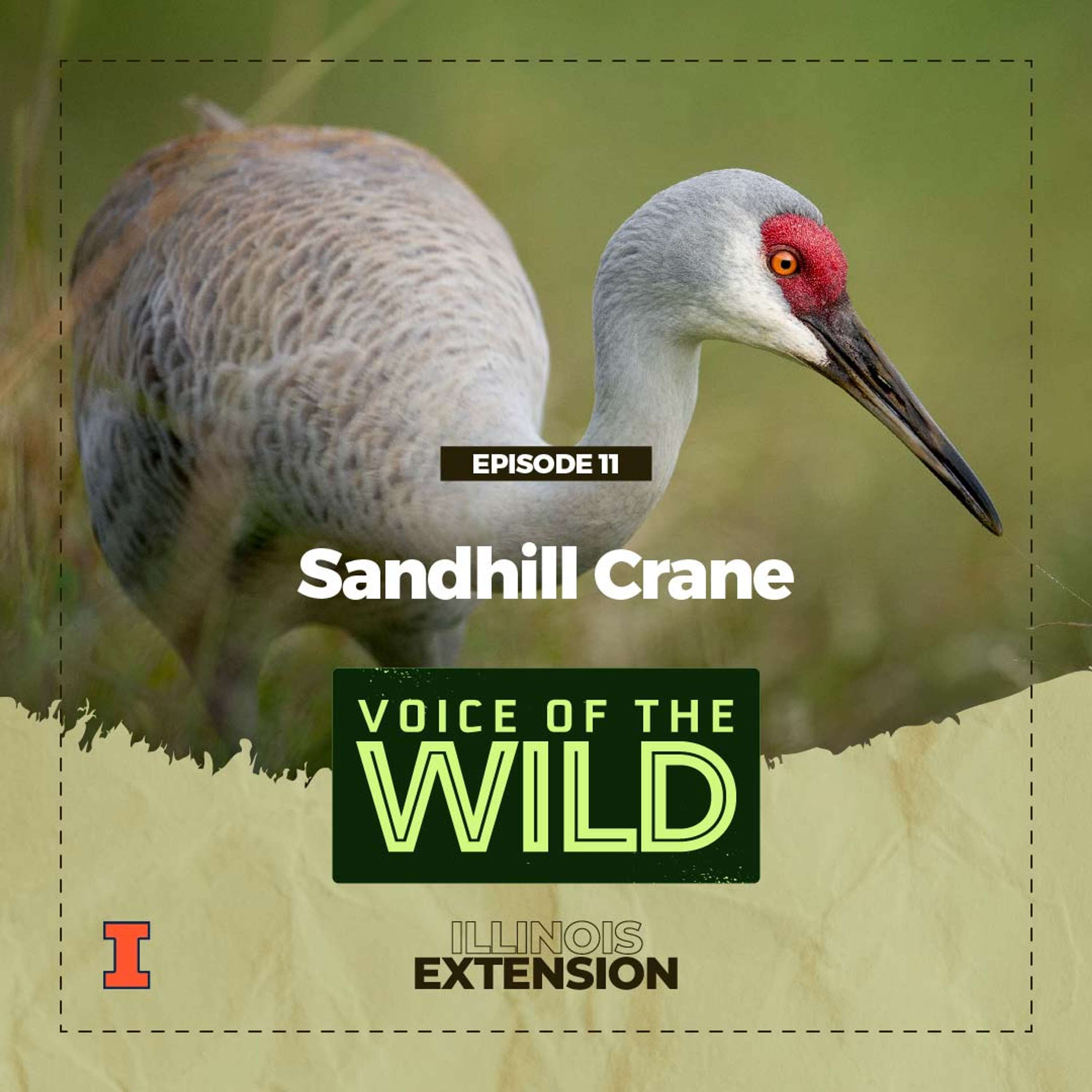 Voice of the Wild