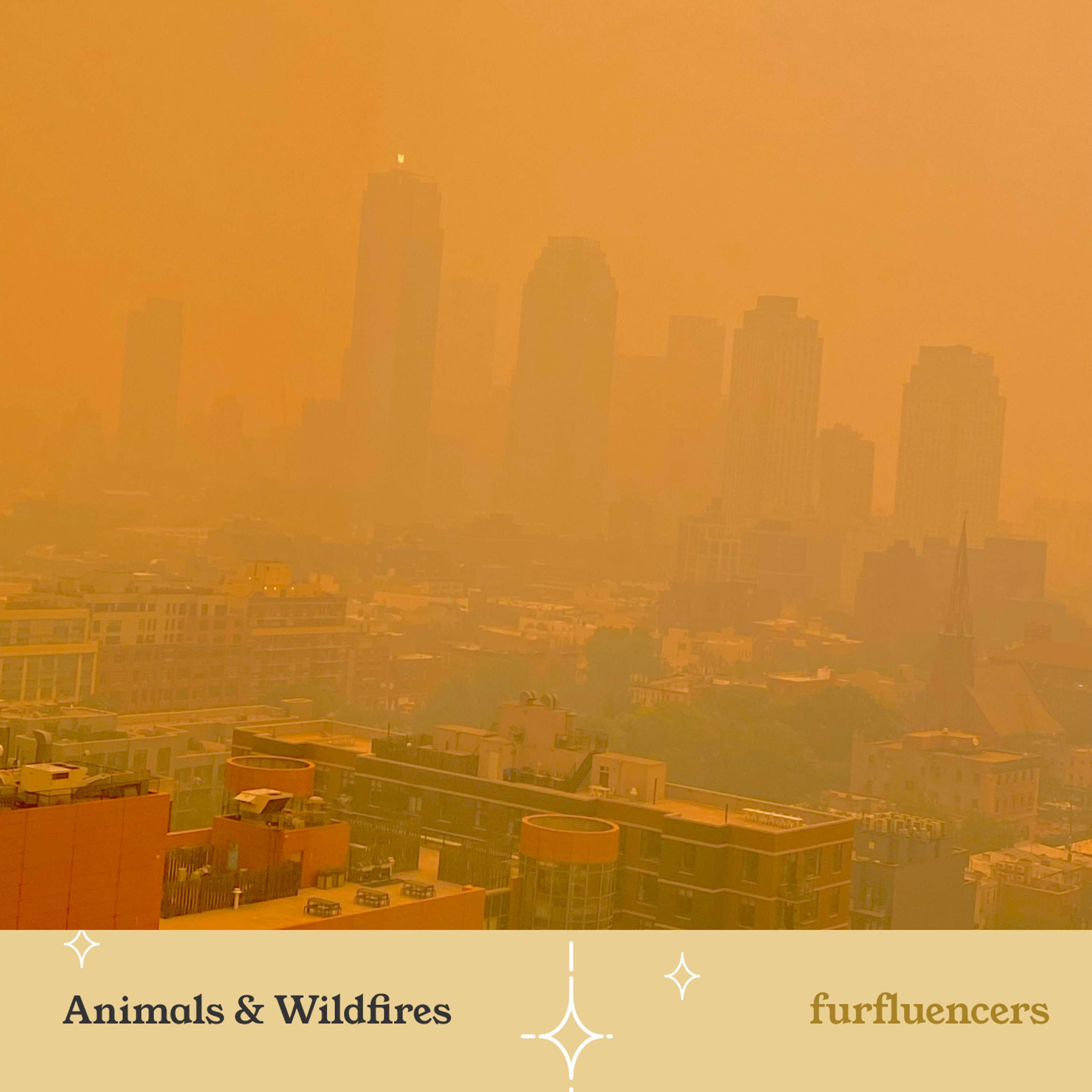 Furfluencers