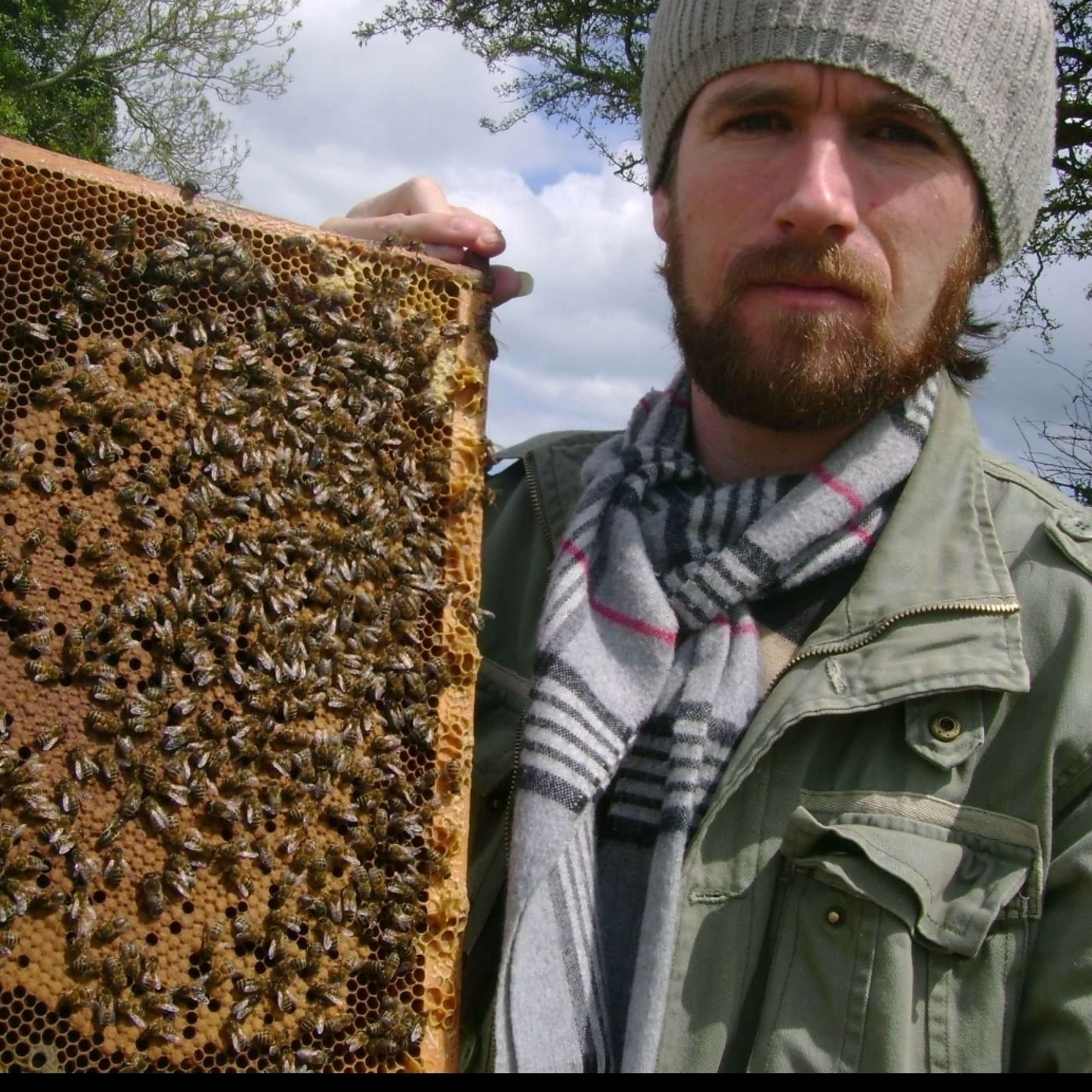 Breeding the Honeybee