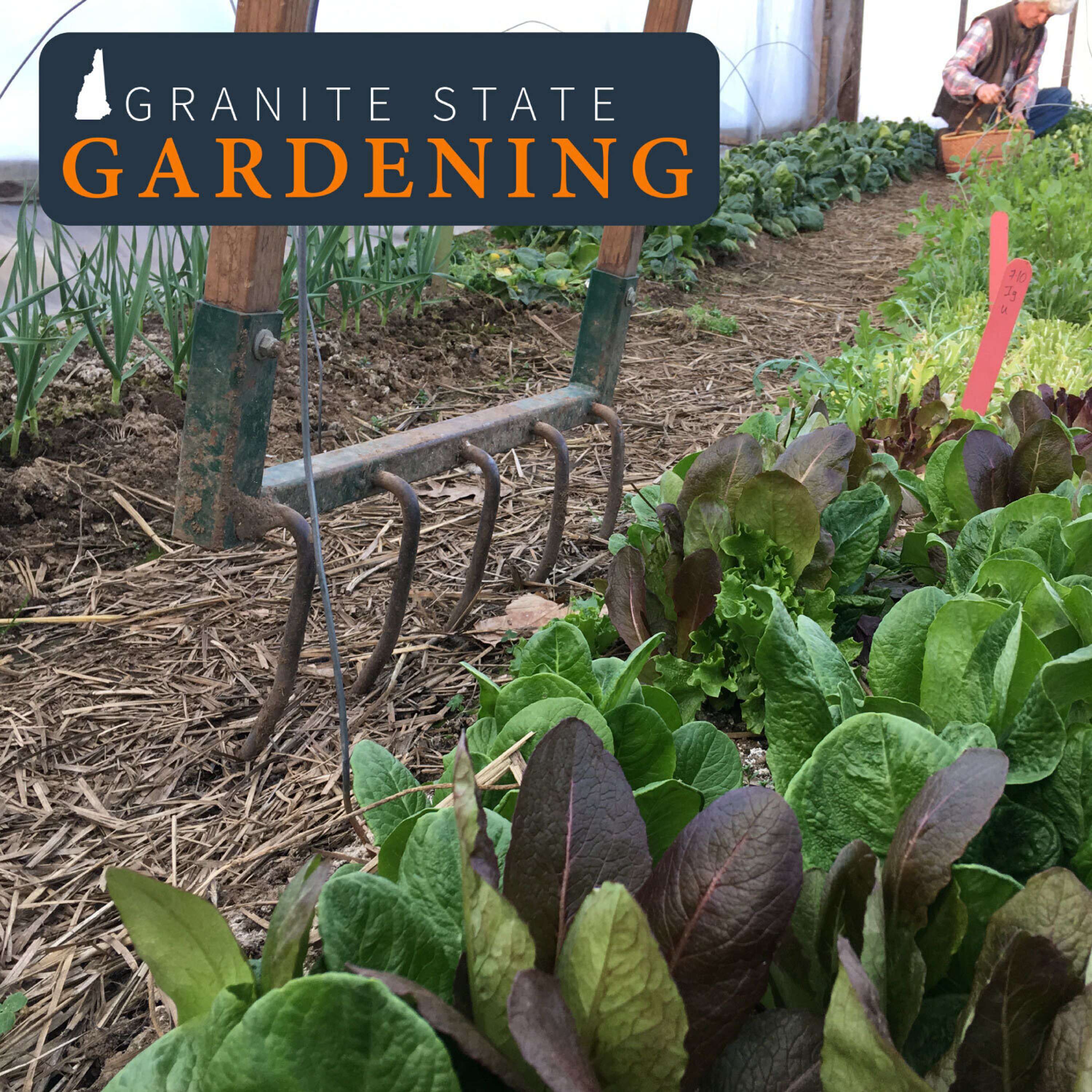 Extending the season and overwintering garden veggies, winter sowing, lovage, and putting the garden to bed