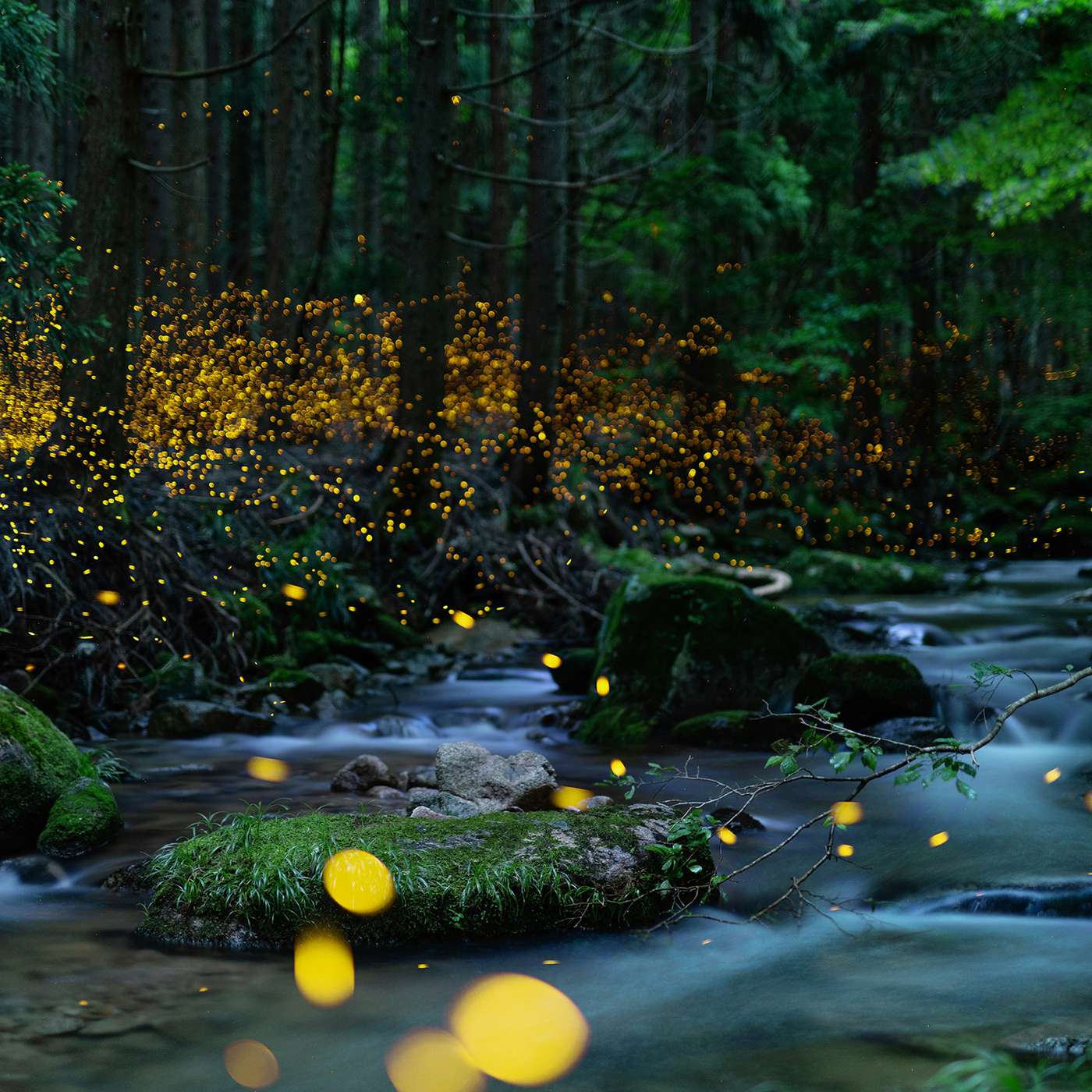 The Magic of Darkness: learning to love life in the night with author Leigh Ann Henion