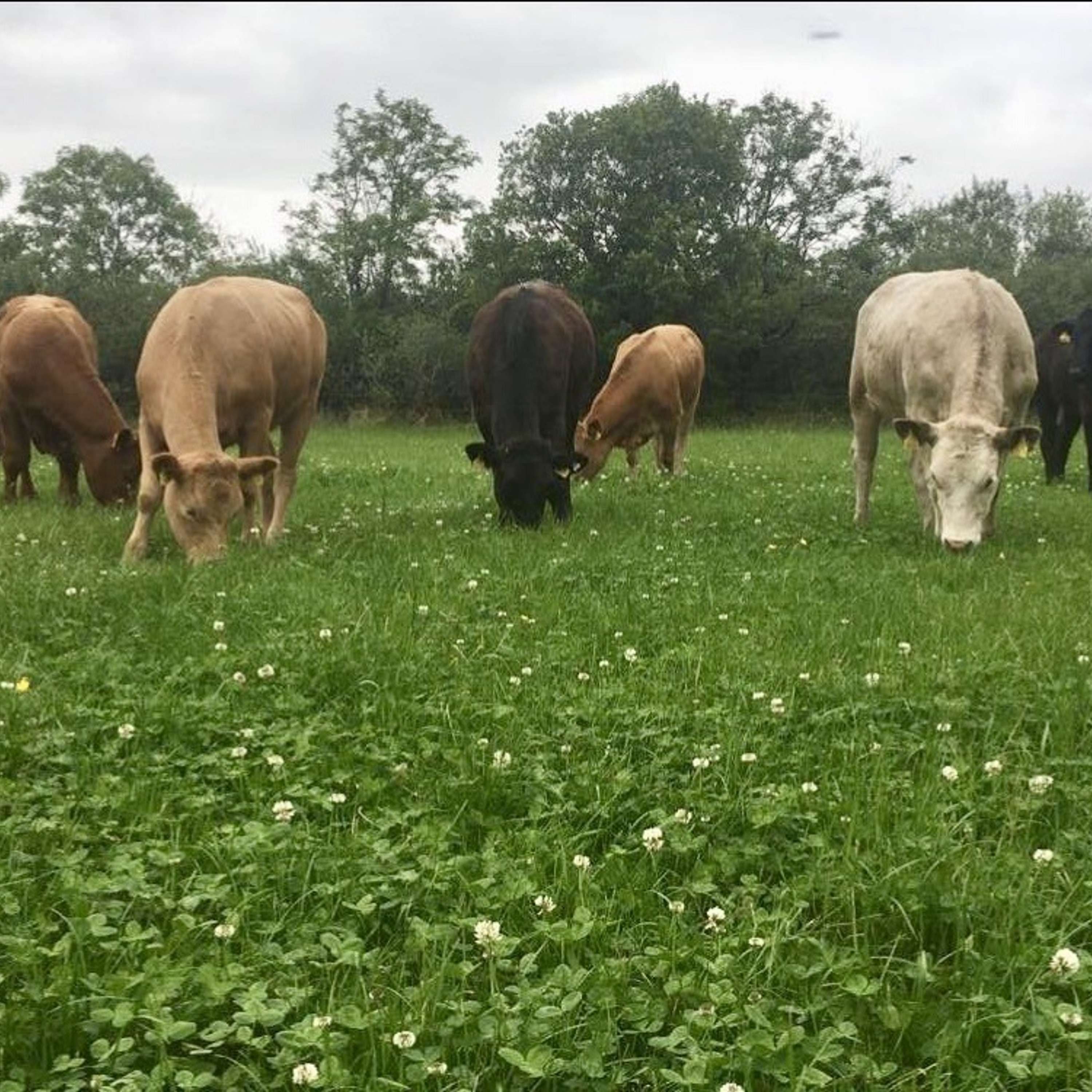 Overcoming the challenges to producing sustainable Irish beef