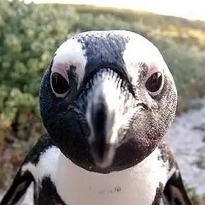 Pete (pngwn)