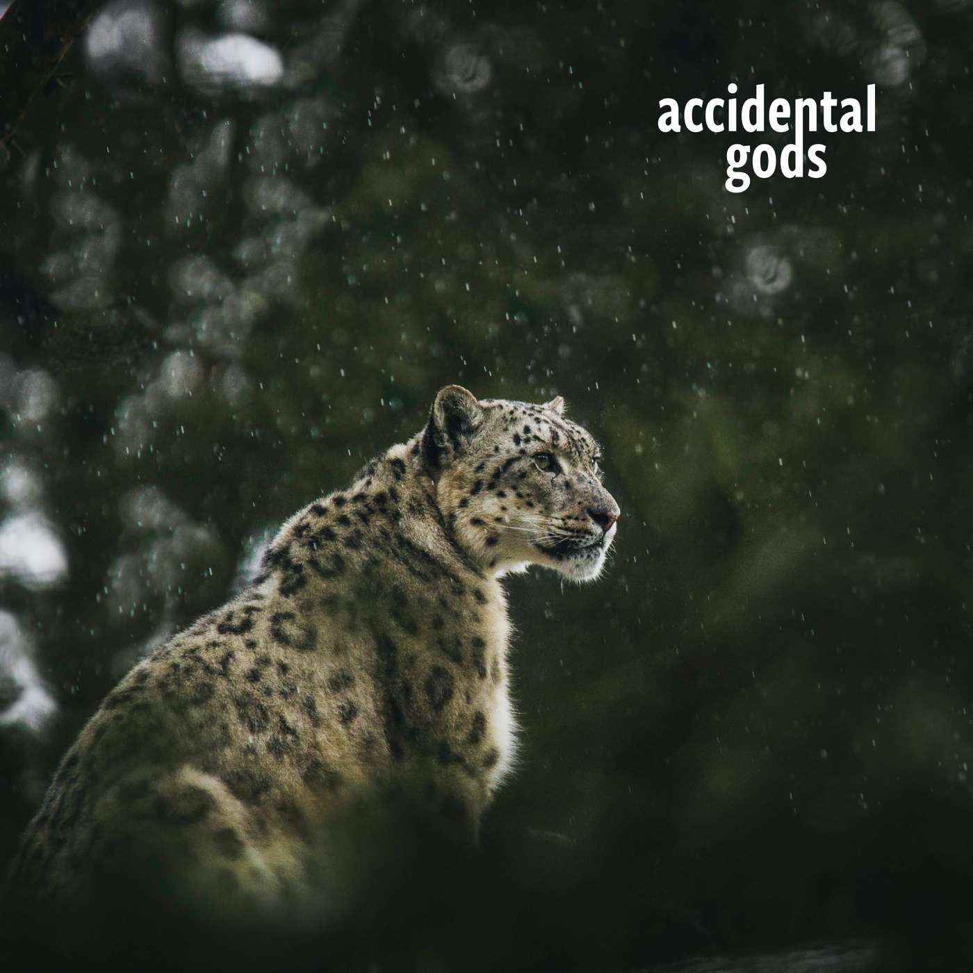 Accidental Gods