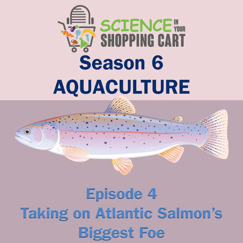 Season 6: Aquaculture | Episode 4: Taking on Atlantic Salmon's Biggest Foe