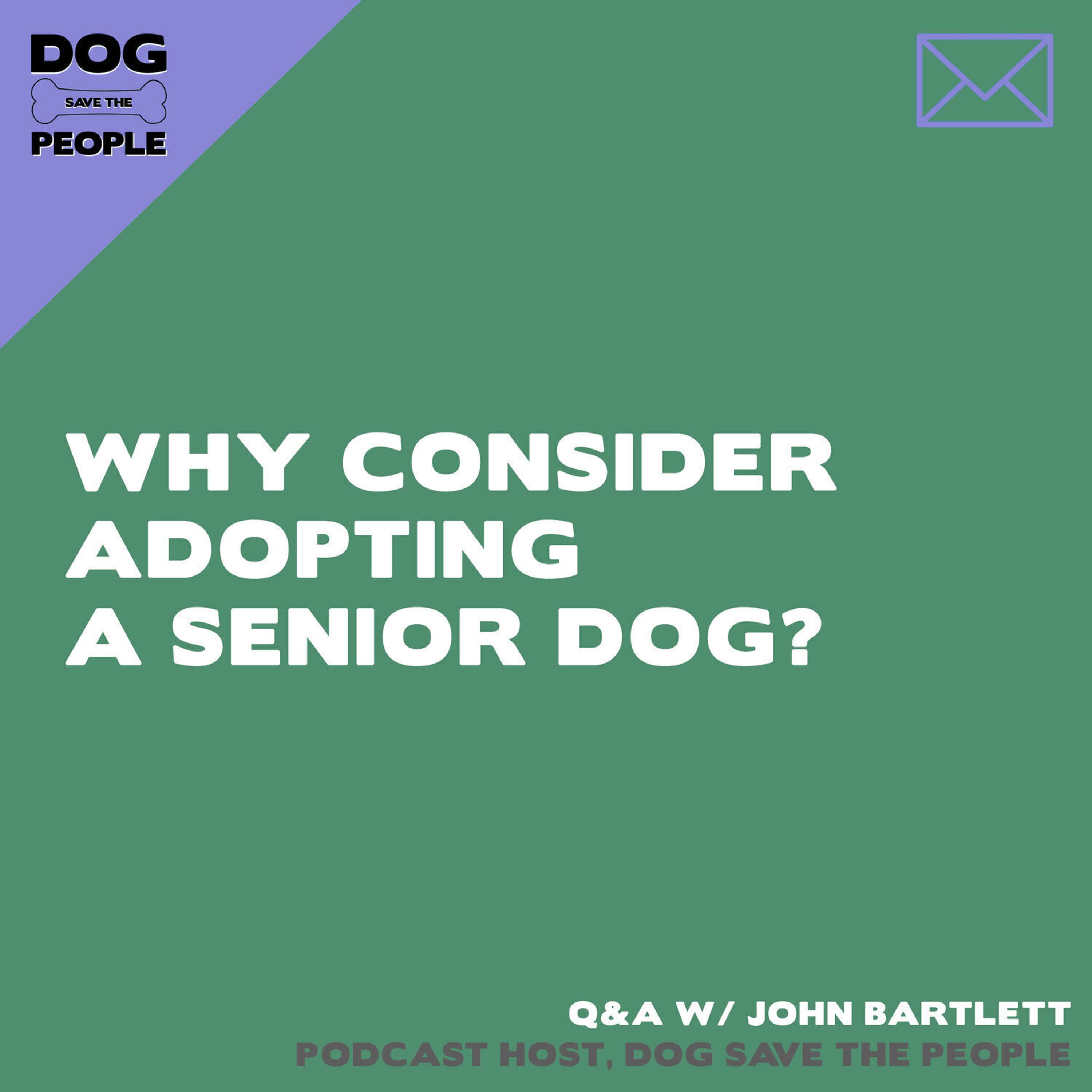 Q&A - Why Consider Adopting A Senior Dog?