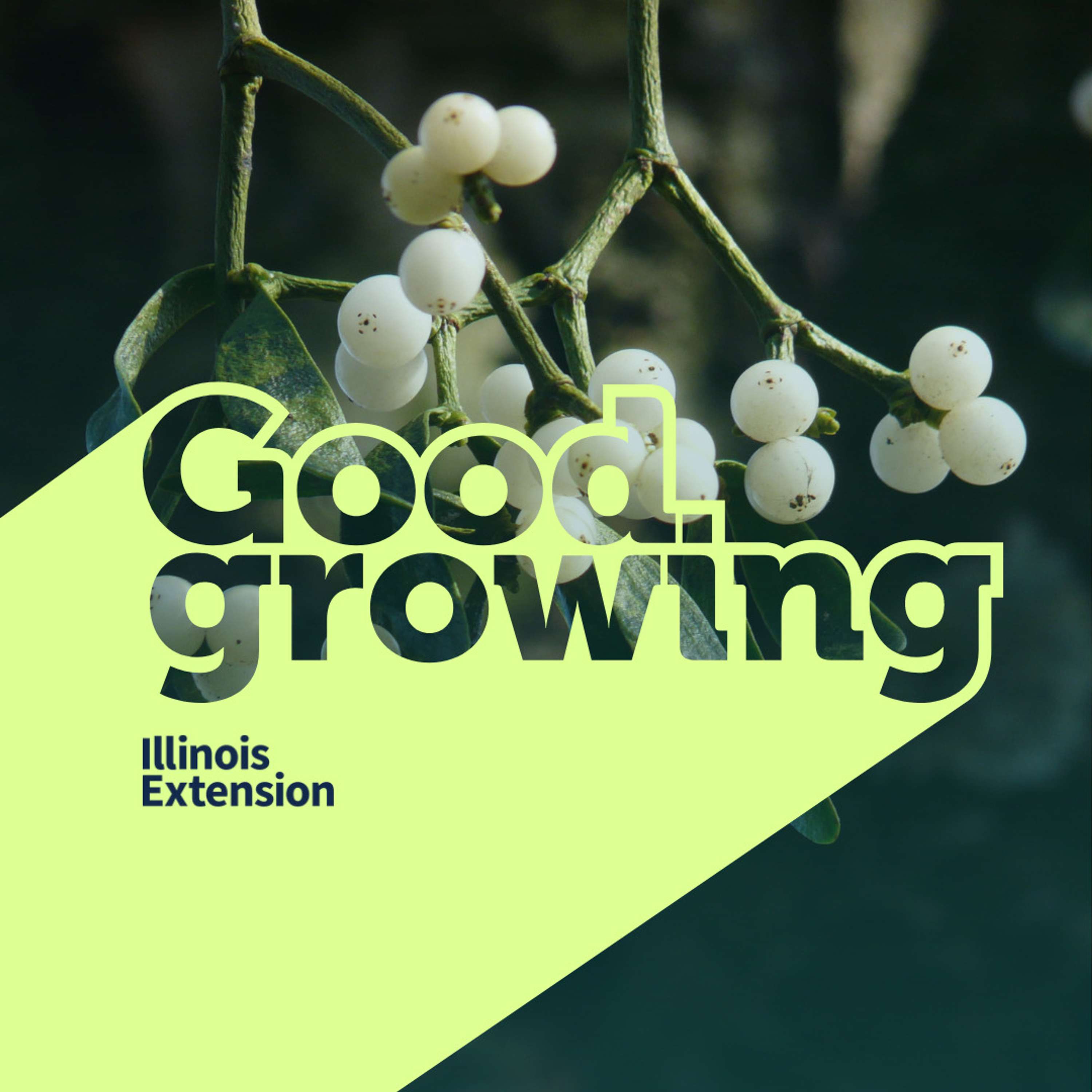 Ep. 159 Mistletoe Show: Learn about this holiday parasitic plant | #GoodGrowing