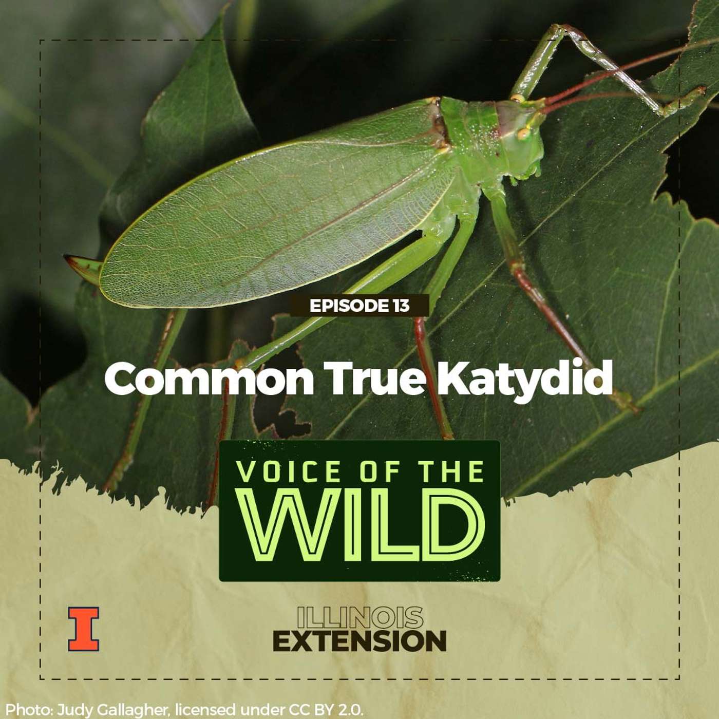 Voice of the Wild