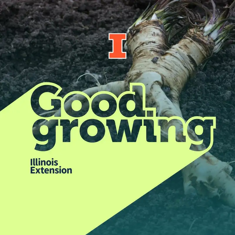 Ep. 113 - Growing horseradish with Elizabeth Wahle | #goodgrowing