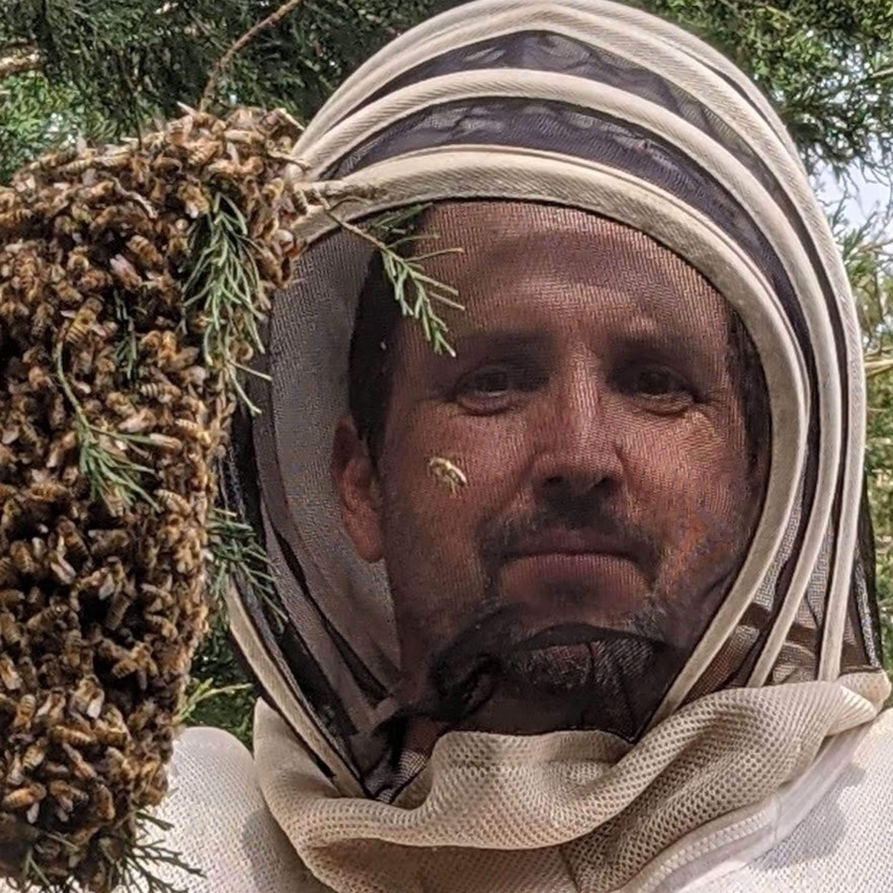 Breeding the Honeybee
