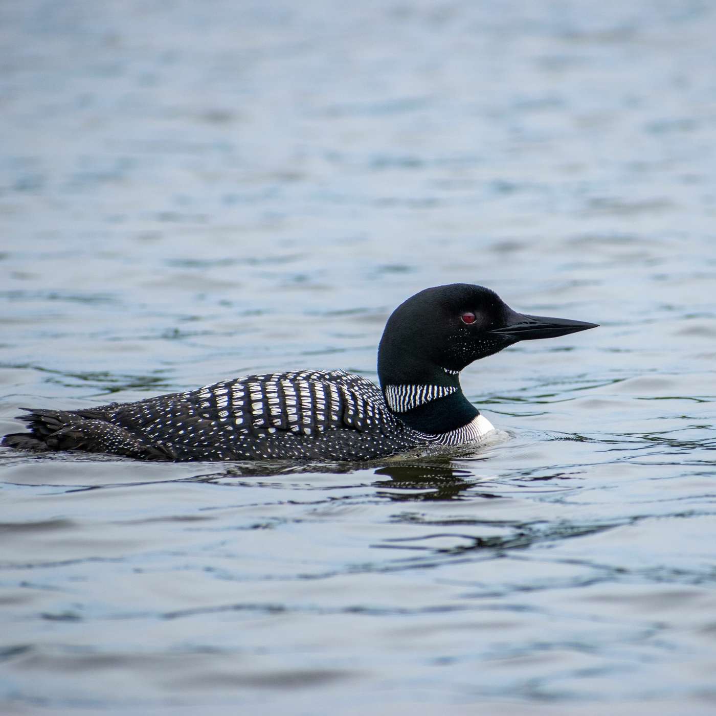 WTIP Outdoor News Podcast