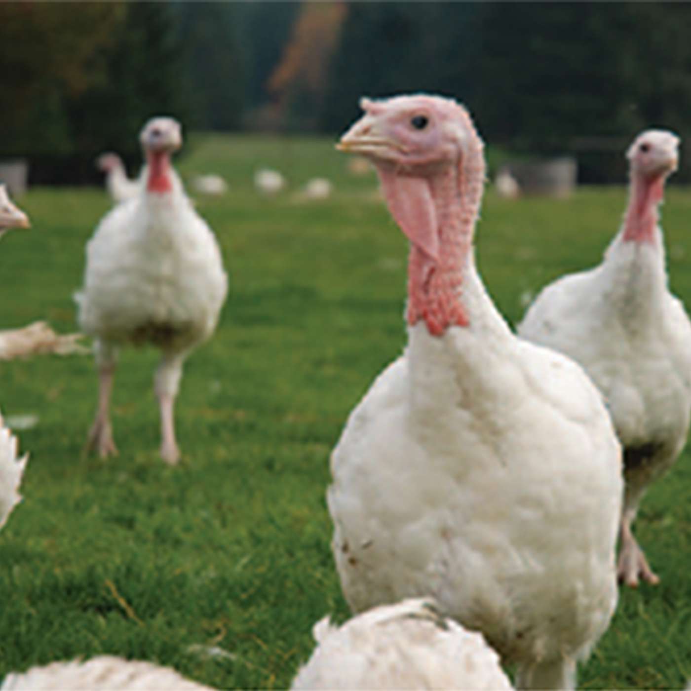 Protecting poultry and battling bird flu