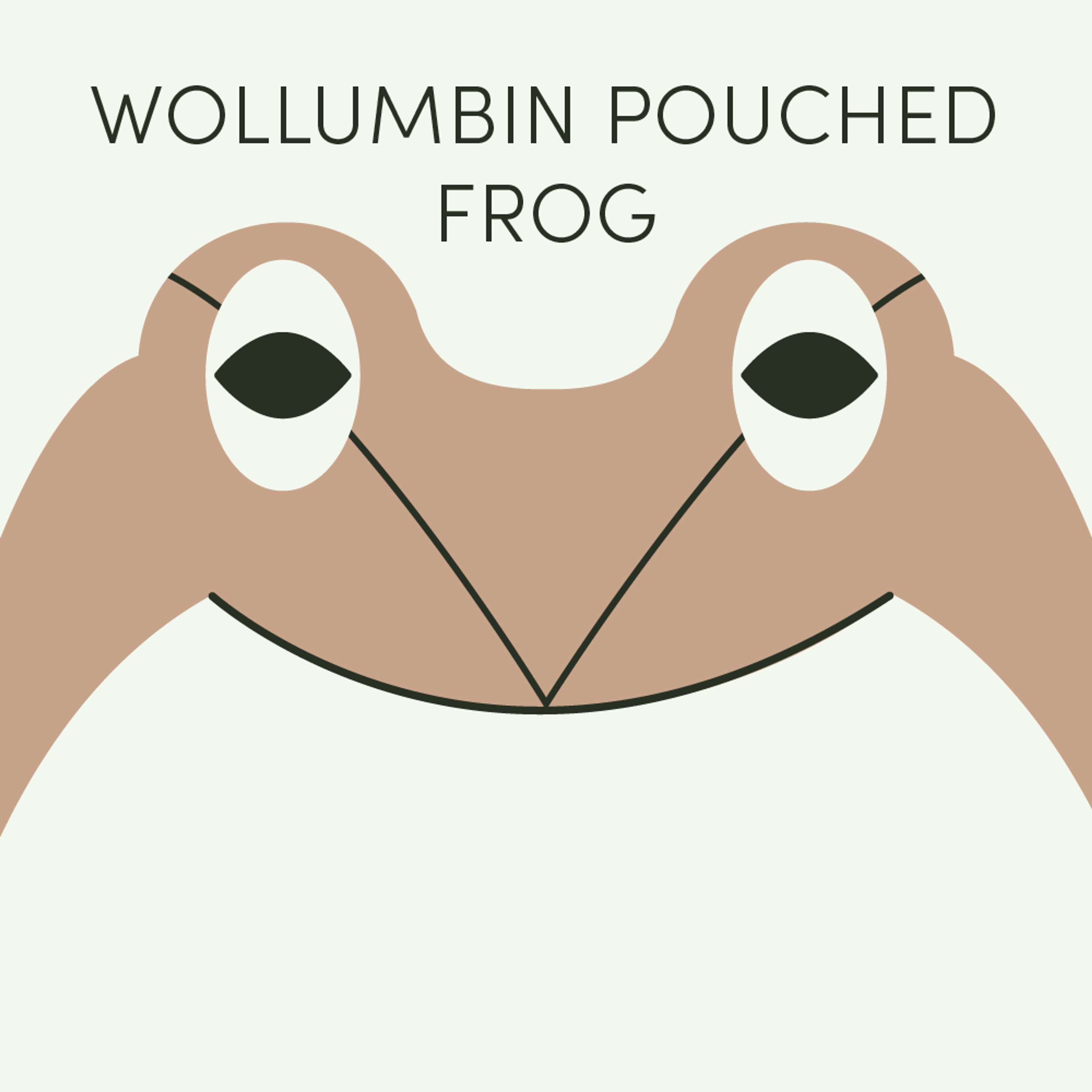 Wollumbin Pouched Frog | Week of August 12th