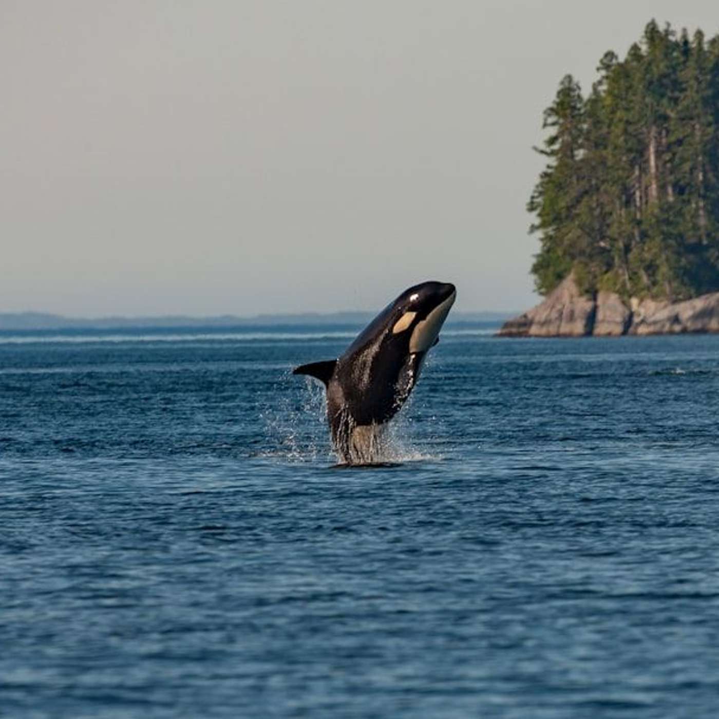 Orca 2: Enhancing Reasoning in Smaller Language Models - Technical Details