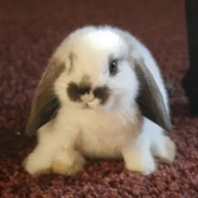 image of podcast supporter