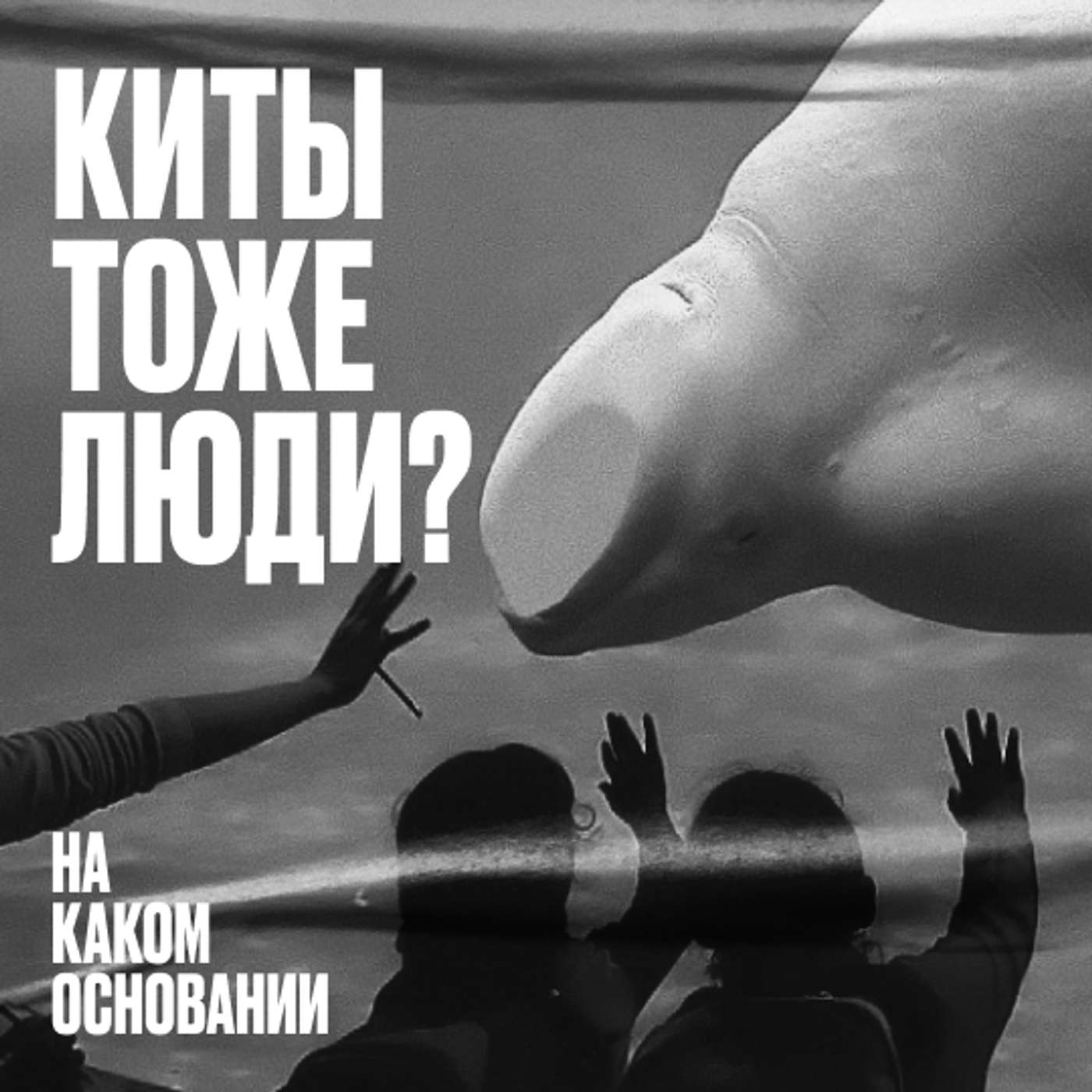 Non-homo sapiens. Как киты превратились в личностей с правами Non-homo sapiens. Как киты превратились в личностей с правами