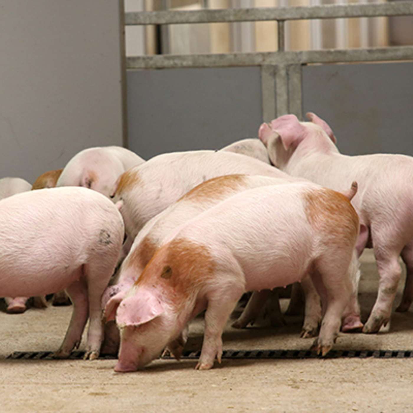 Pig Conference Preview with Ciarán Carroll