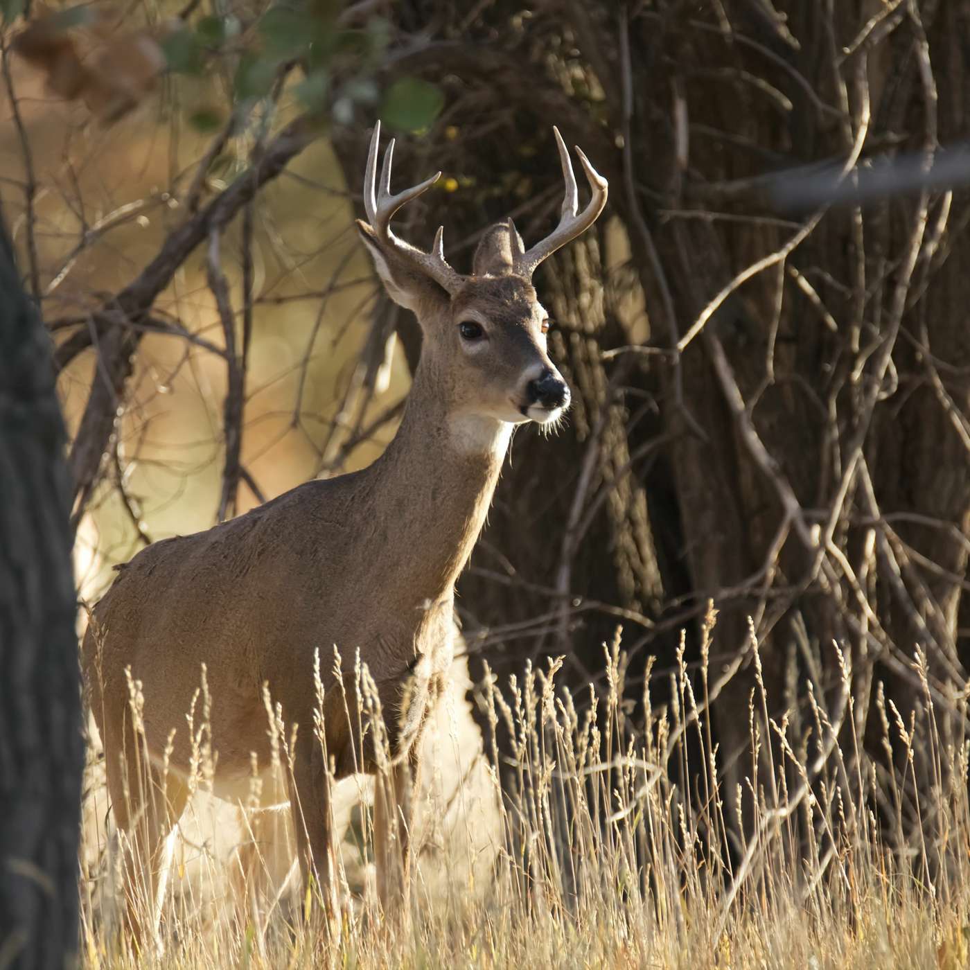 WTIP Outdoor News Podcast