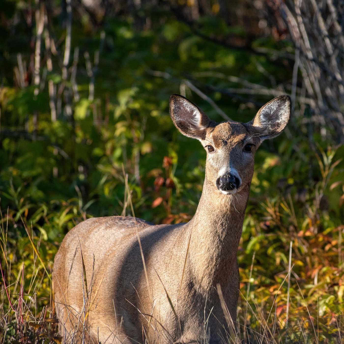 WTIP Outdoor News Podcast