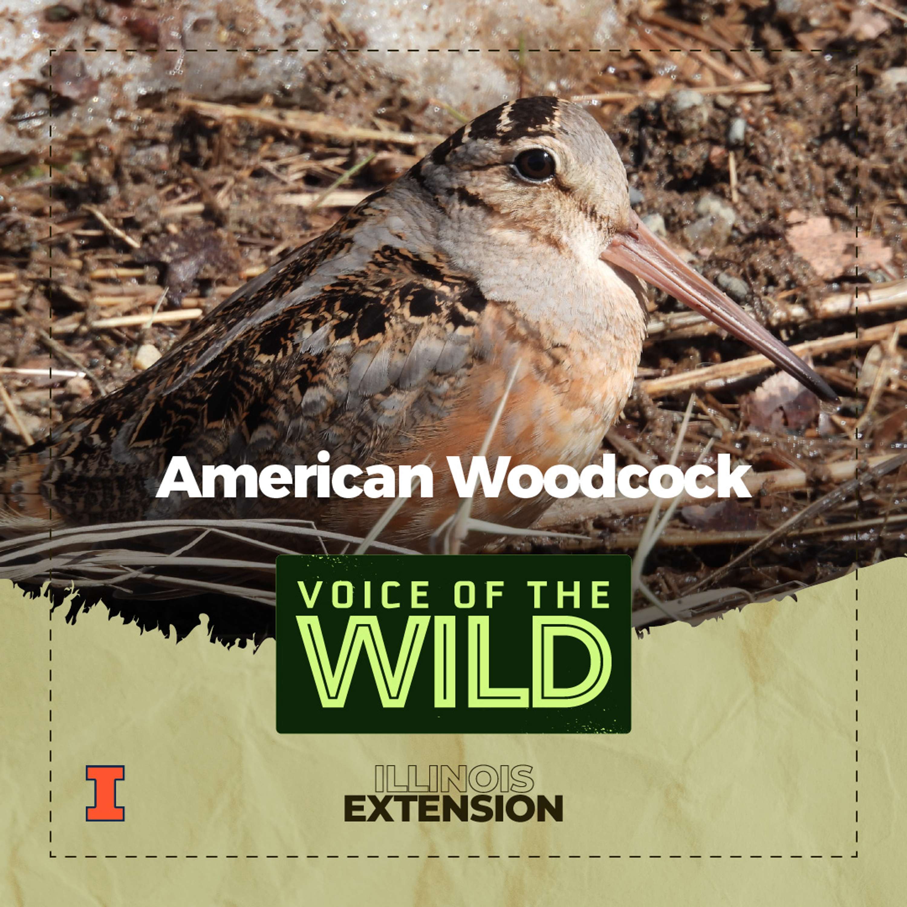 Voice of the Wild