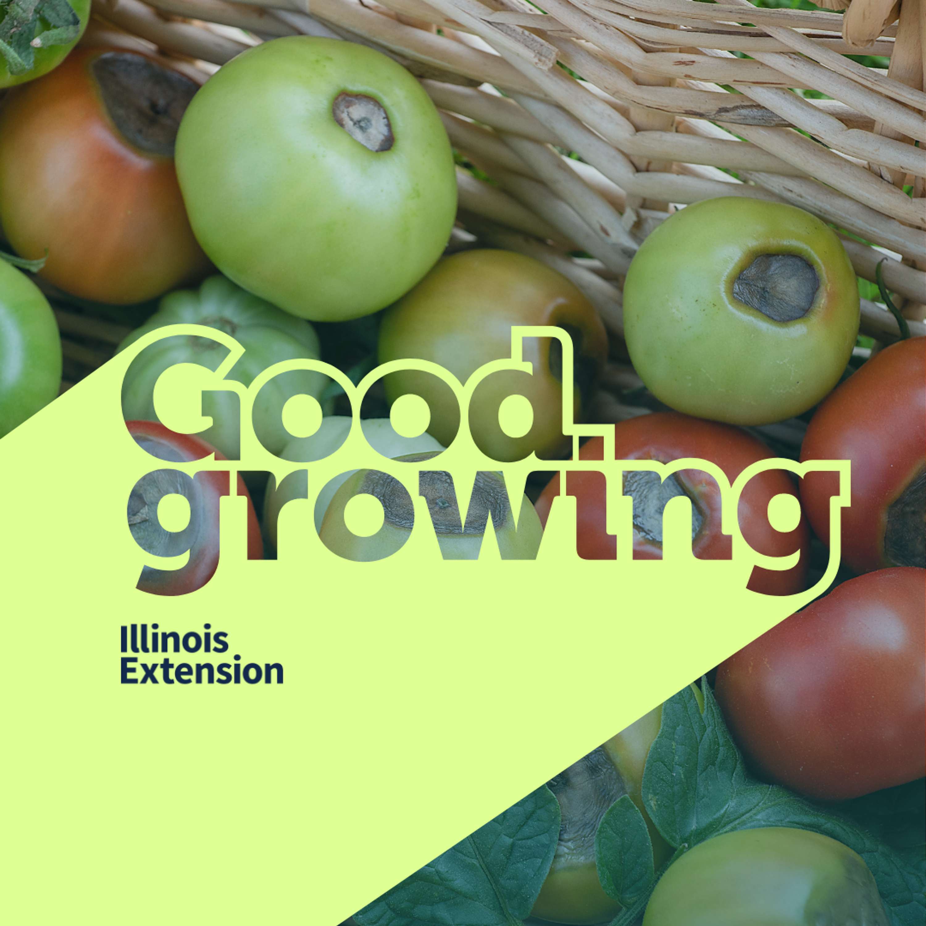 Gardenbite: Blossom End Rot in Tomatoes, Cause and PREVENTION | #GoodGrowing