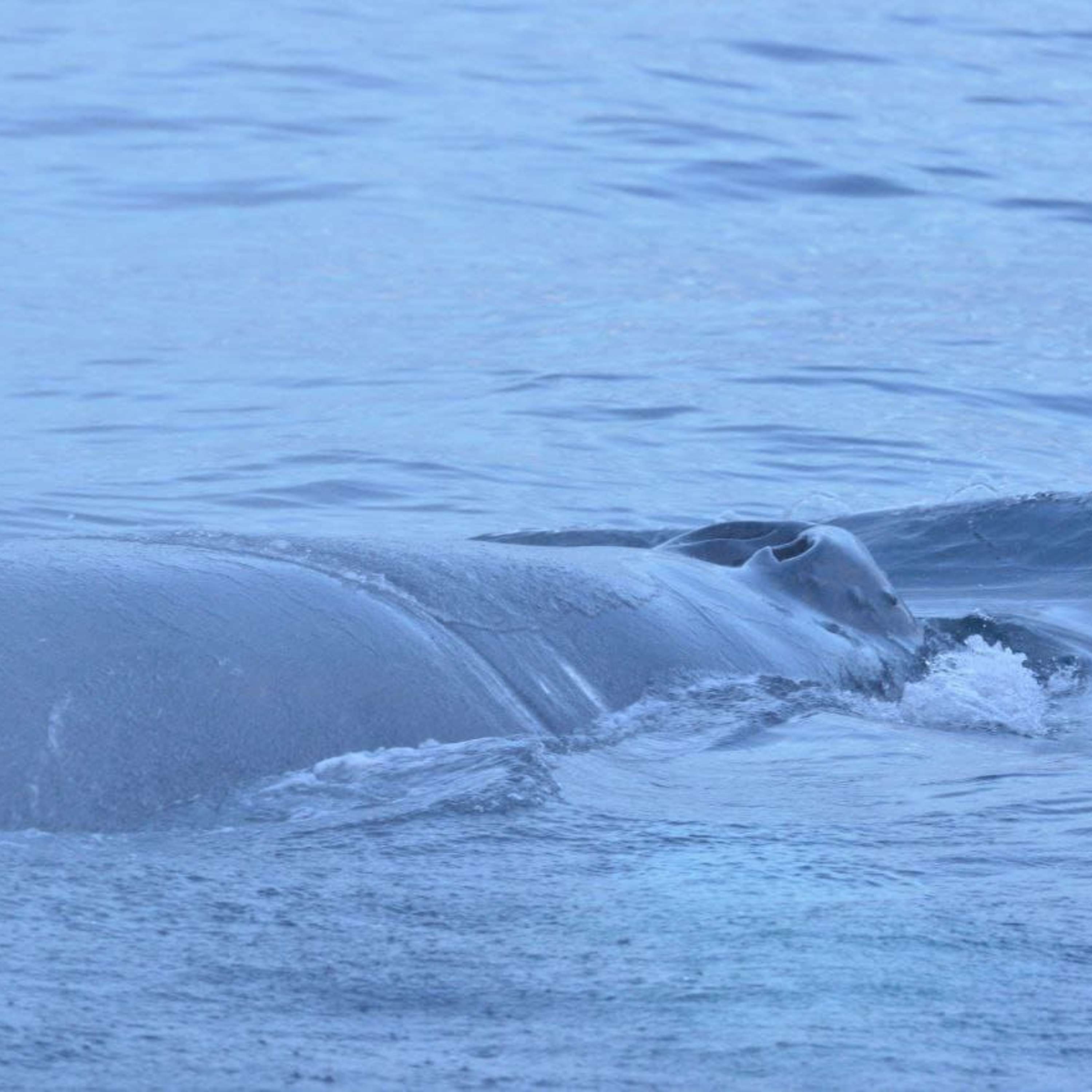 В Заполярье хотят защищать китов