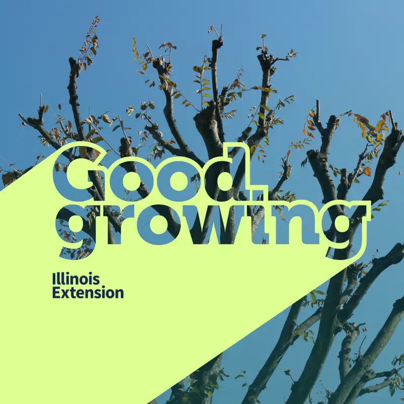 Gardenbite: Tree Topping - A result of chainsaws and bad decisions | #GoodGrowing