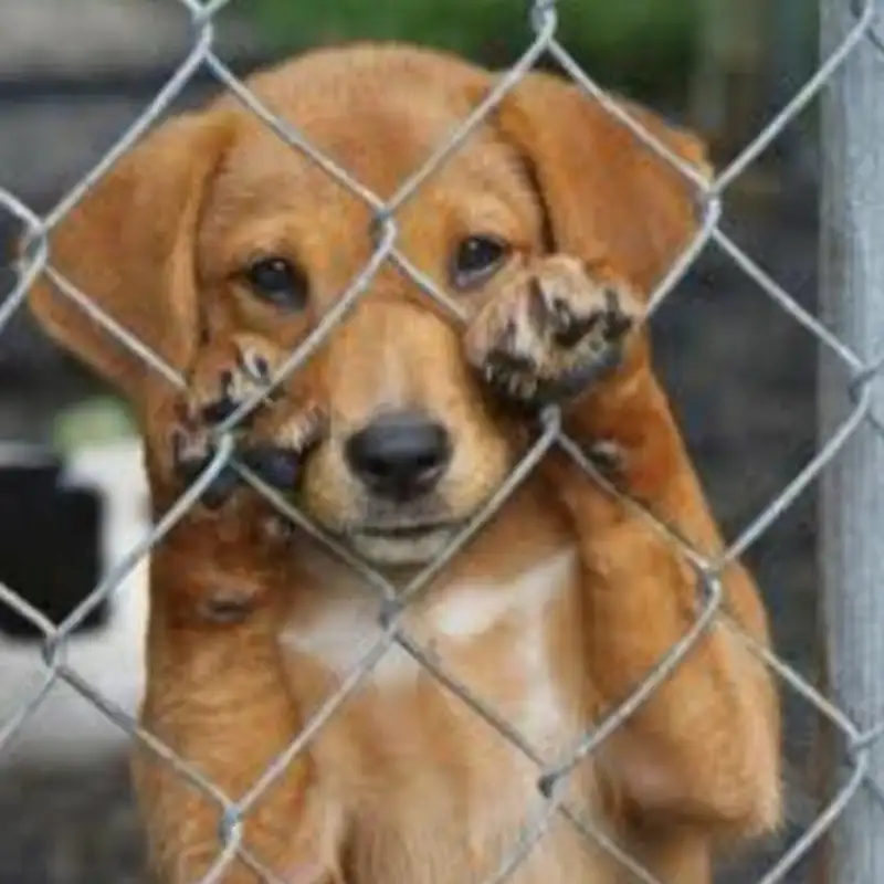 Sandi Dalton Paula Novosell Animal Welfare