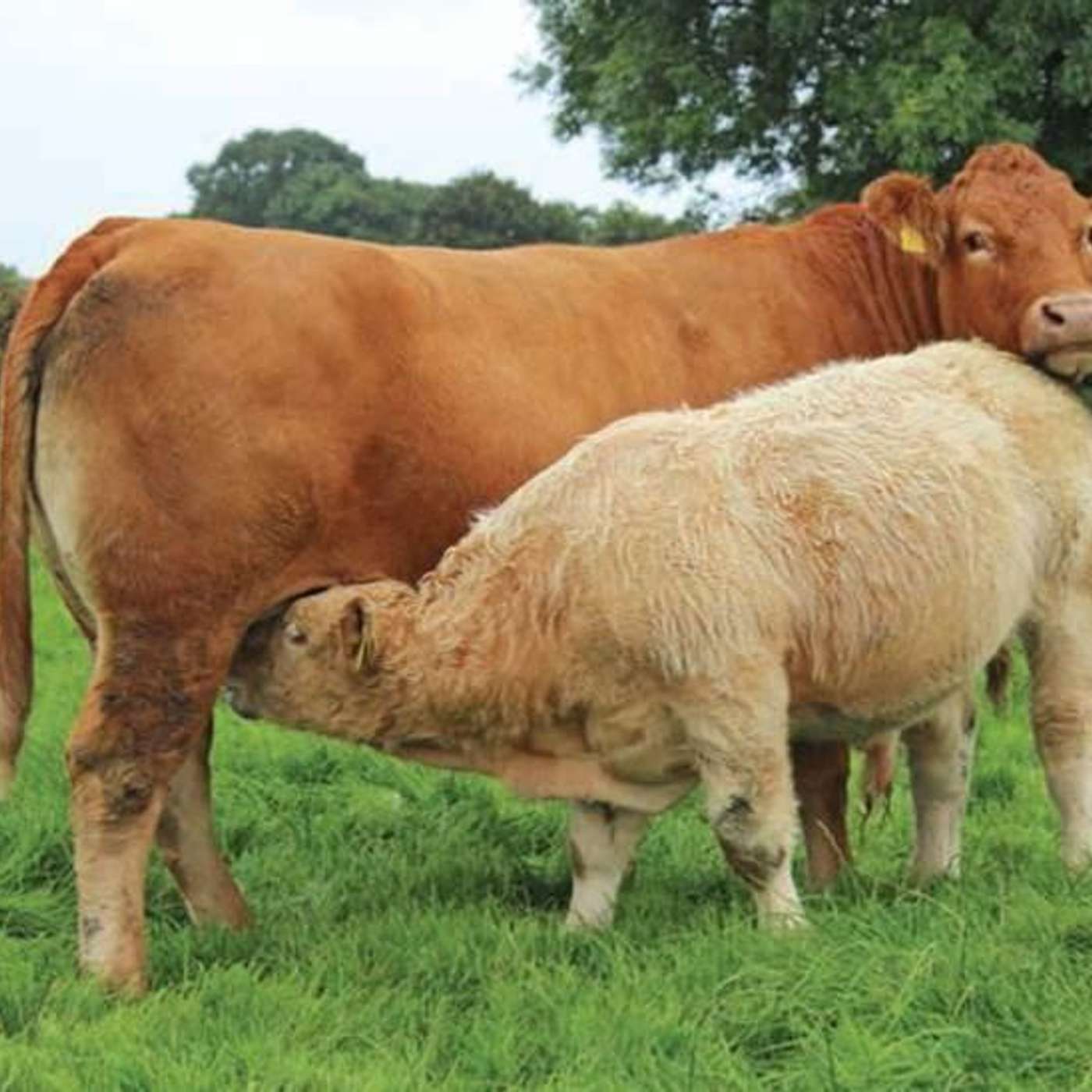 The Beef Edge