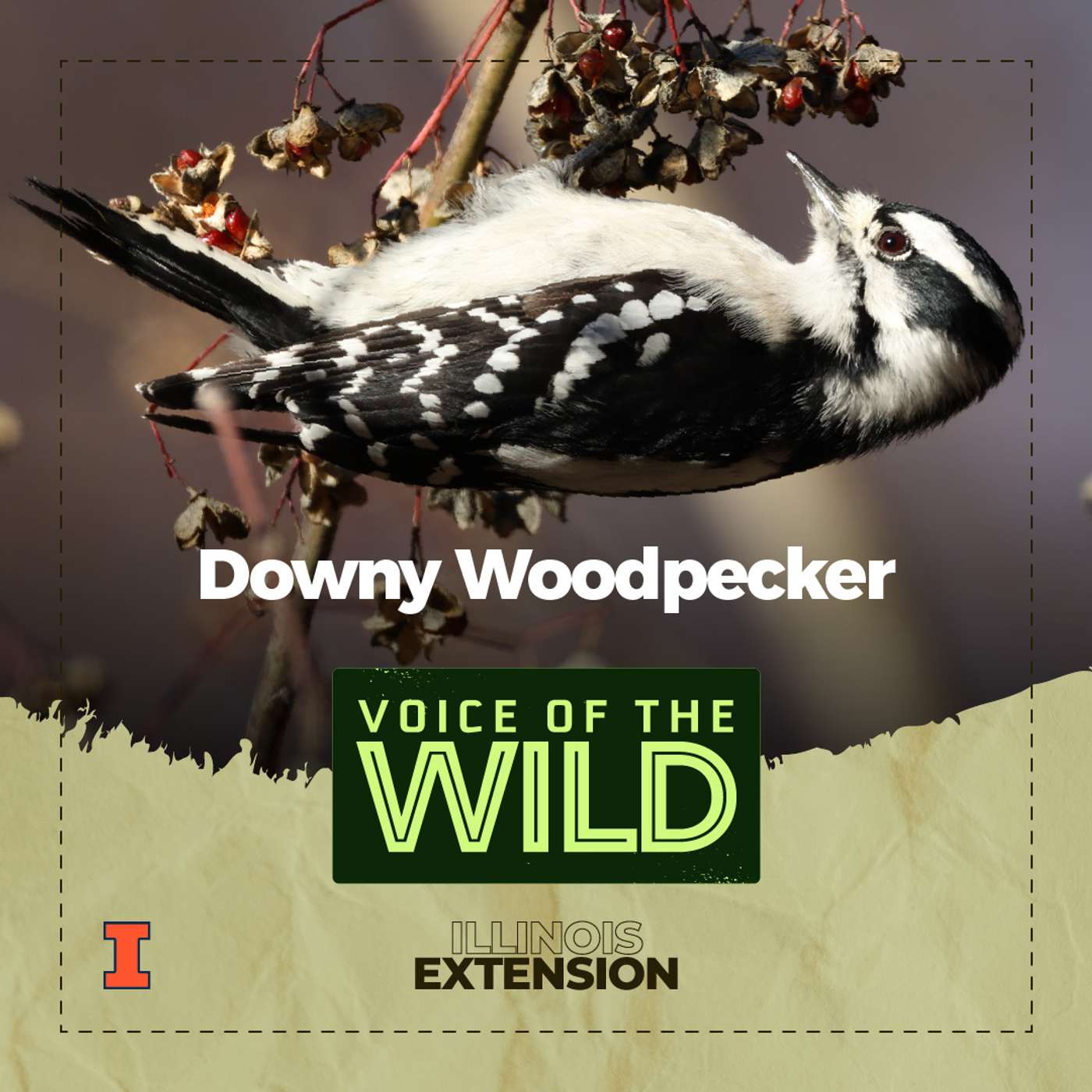 Episode 79: Downy Woodpecker – Voice of the Wild Episode 79: Downy Woodpecker – Voice of the Wild