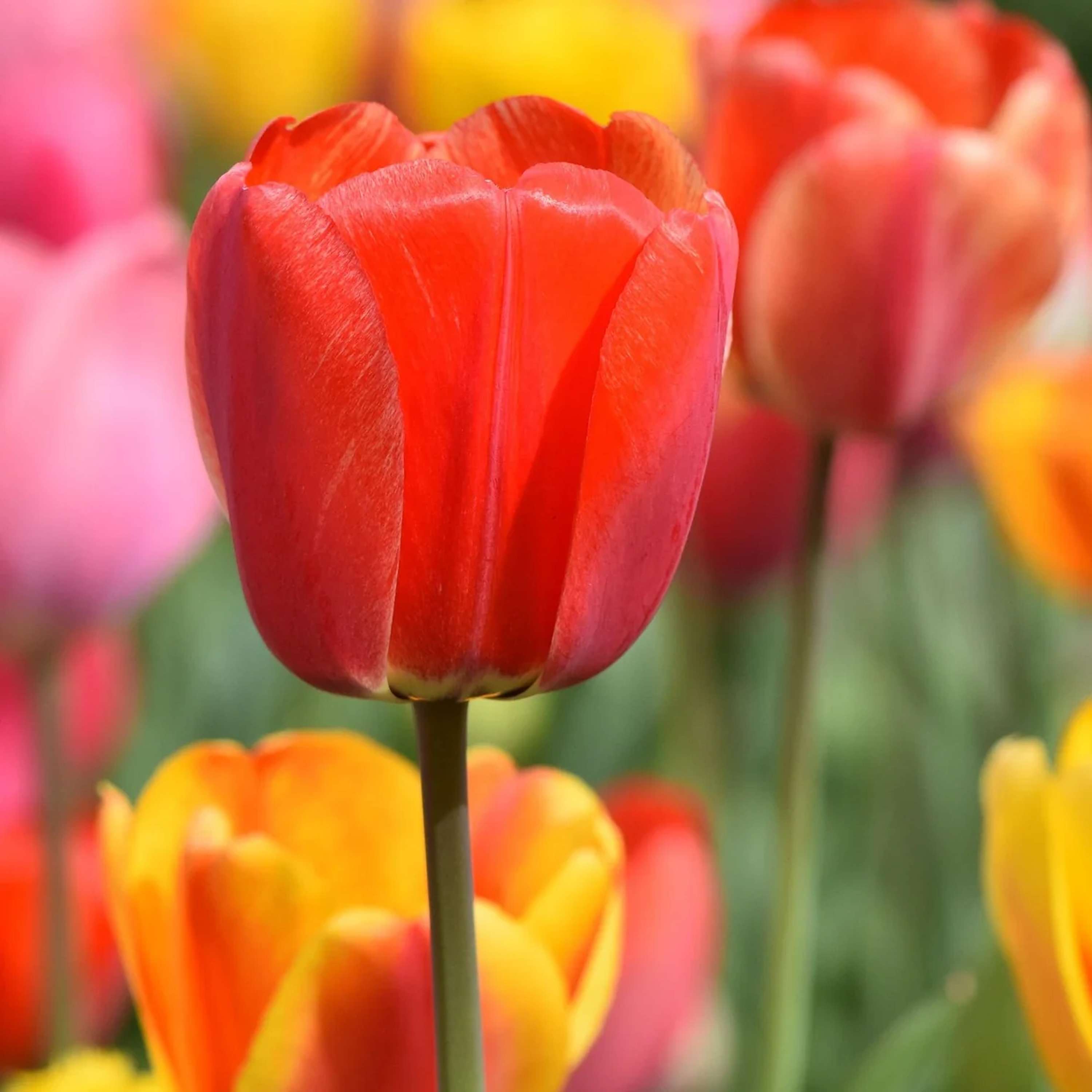 Brother, can you spare a tulip?
