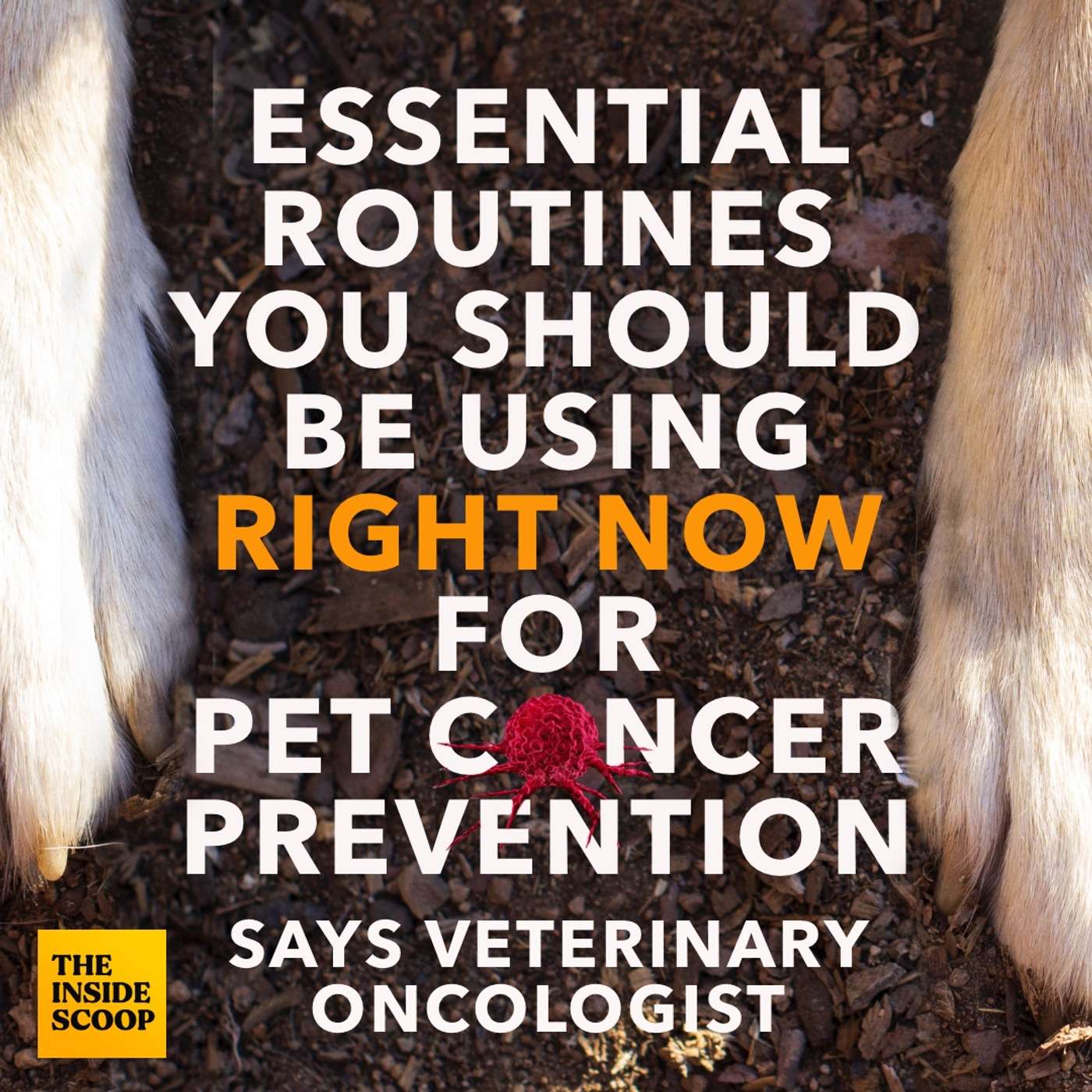 Mind-Jam Podcast: Pet Health & Longevity