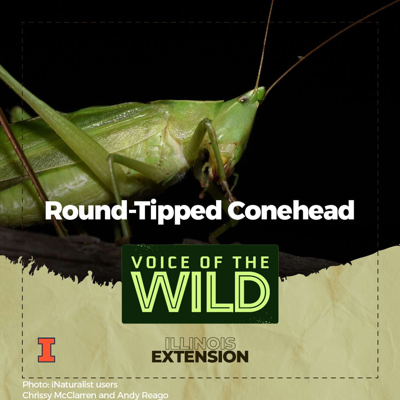 Episode 71: Round-Tipped Conehead – Voice of the Wild Episode 71: Round-Tipped Conehead – Voice of the Wild