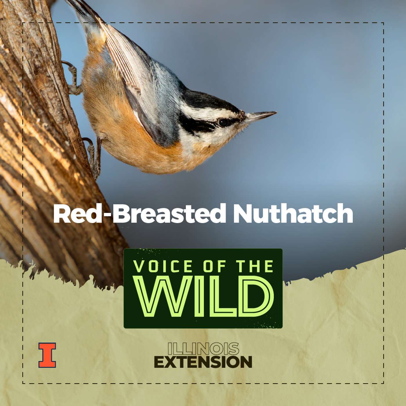 Episode 75: Red-breasted nuthatch – Voice of the Wild Episode 75: Red-breasted nuthatch – Voice of the Wild