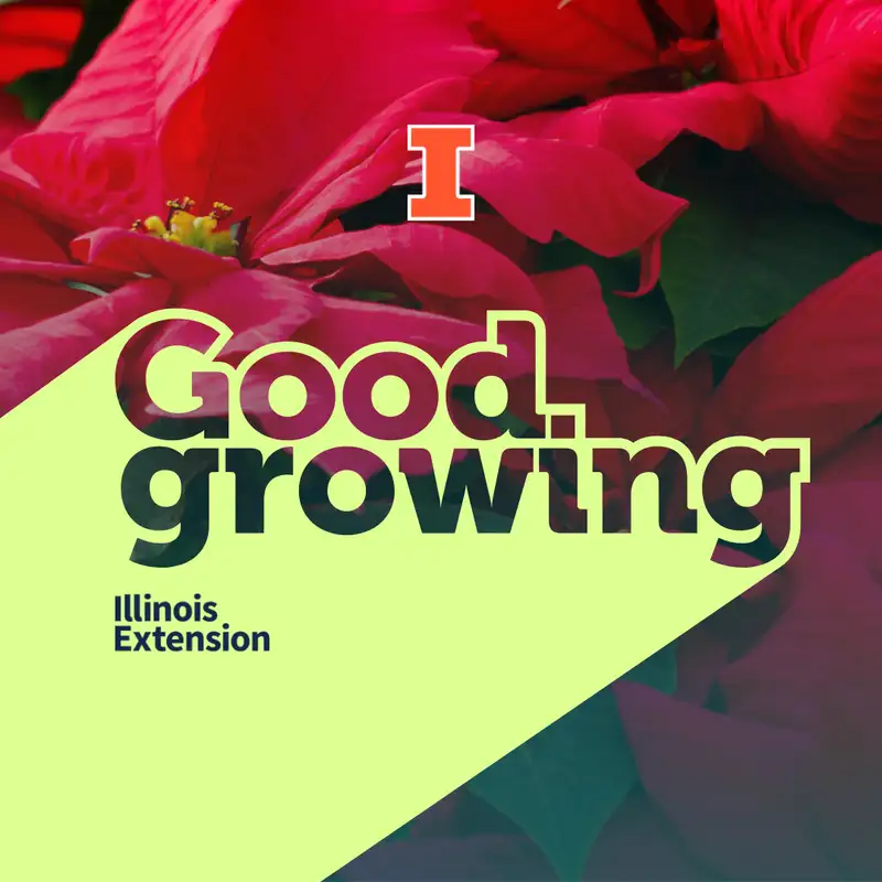 Ep. 158 All about Poinsettias: Myths, legends, how they’re grown, and more | #GoodGrowing