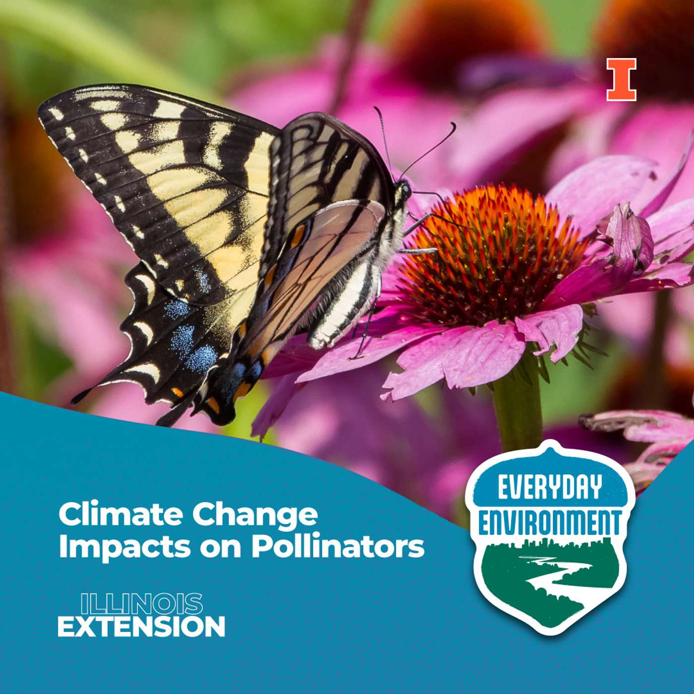 Everyday Environment Podcast