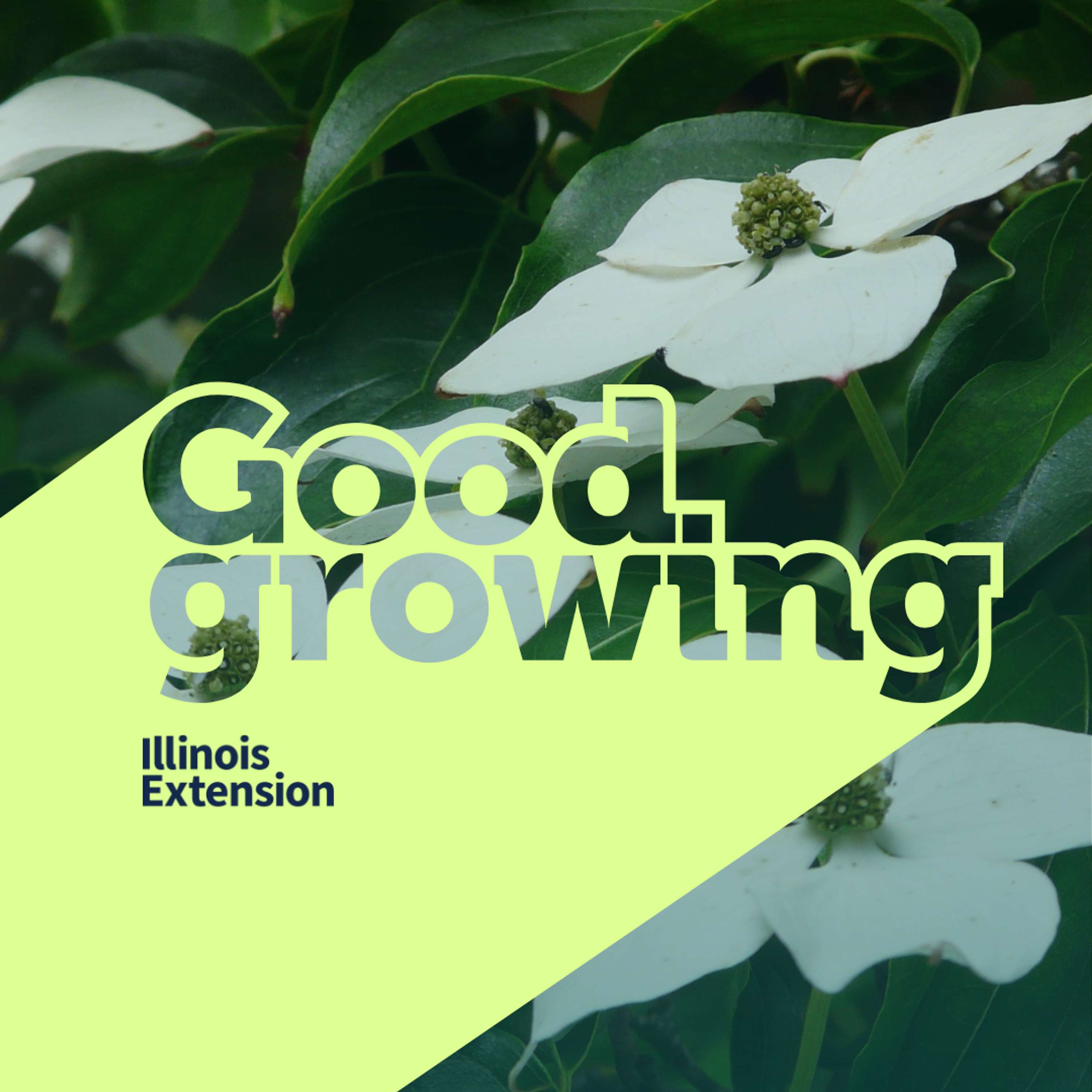 Ep. 197 Discovering Dogwoods: From trees to shrubs and even groundcovers!