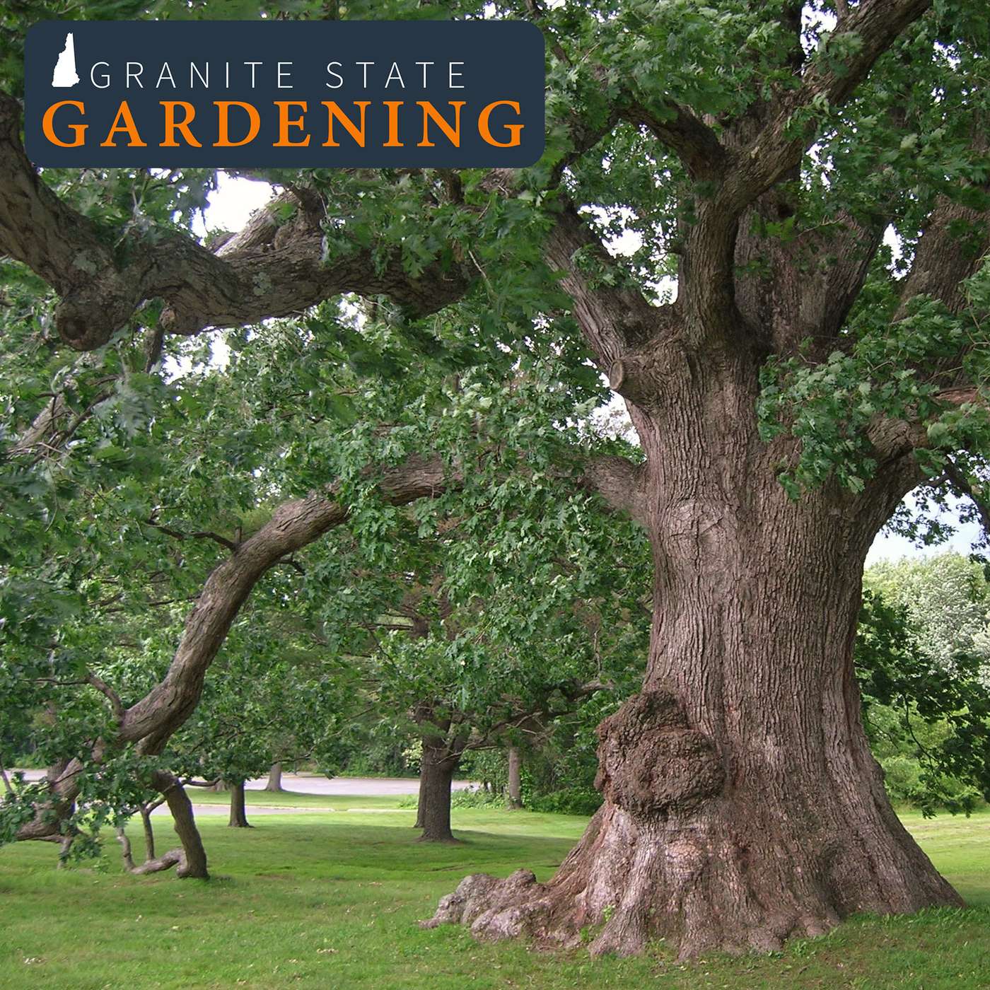 Play All things trees! (part 2) Pruning and Solving Tree Problems, Plus Frost Cracks, White Oak and Wood Chips