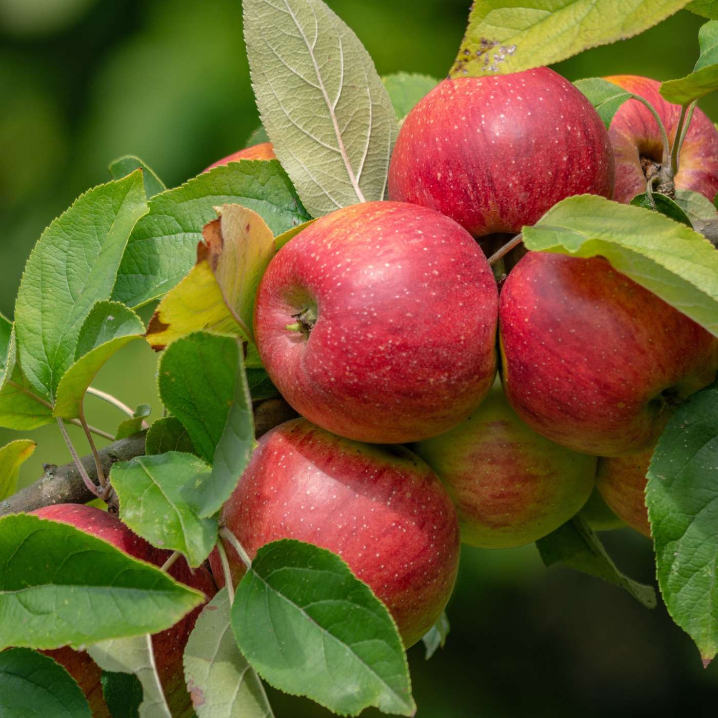 Orchard People