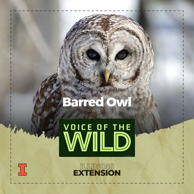 Episode 39: Barred Owl – Voice of the Wild