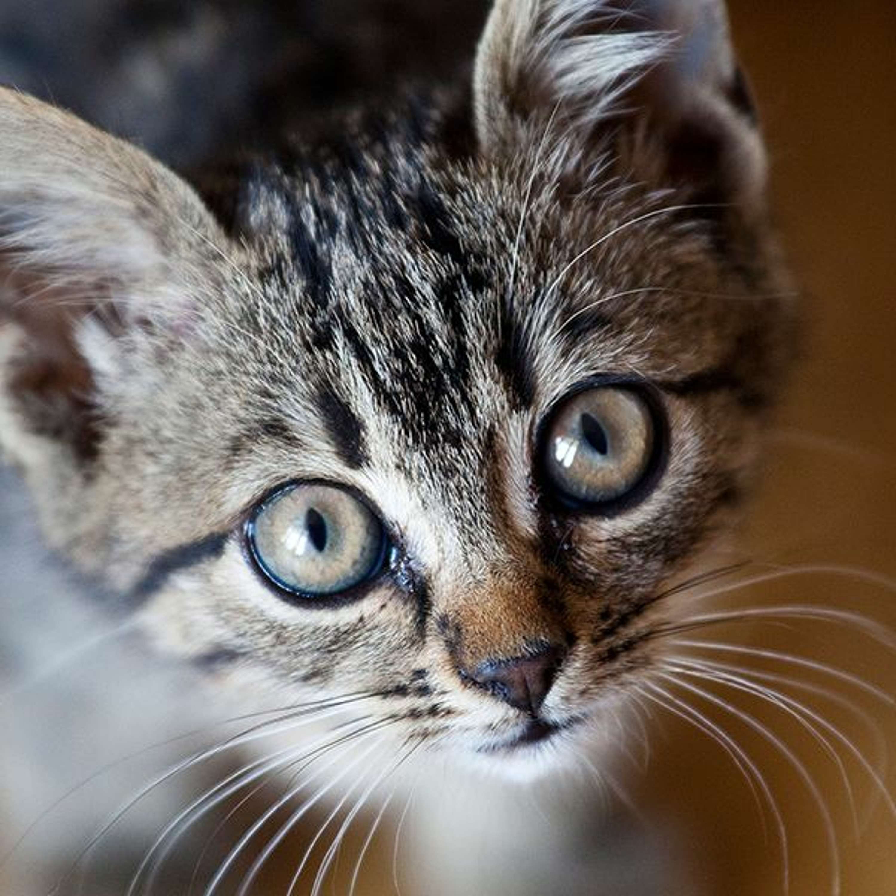 Stray cats, new committees, two mayoral minutes and another milestone decision for Ipswich CBD