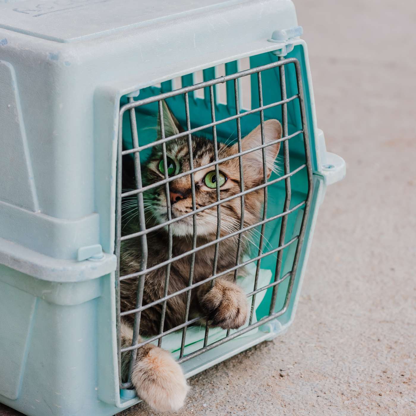 Pet Acoustics: We\'re All Ears!